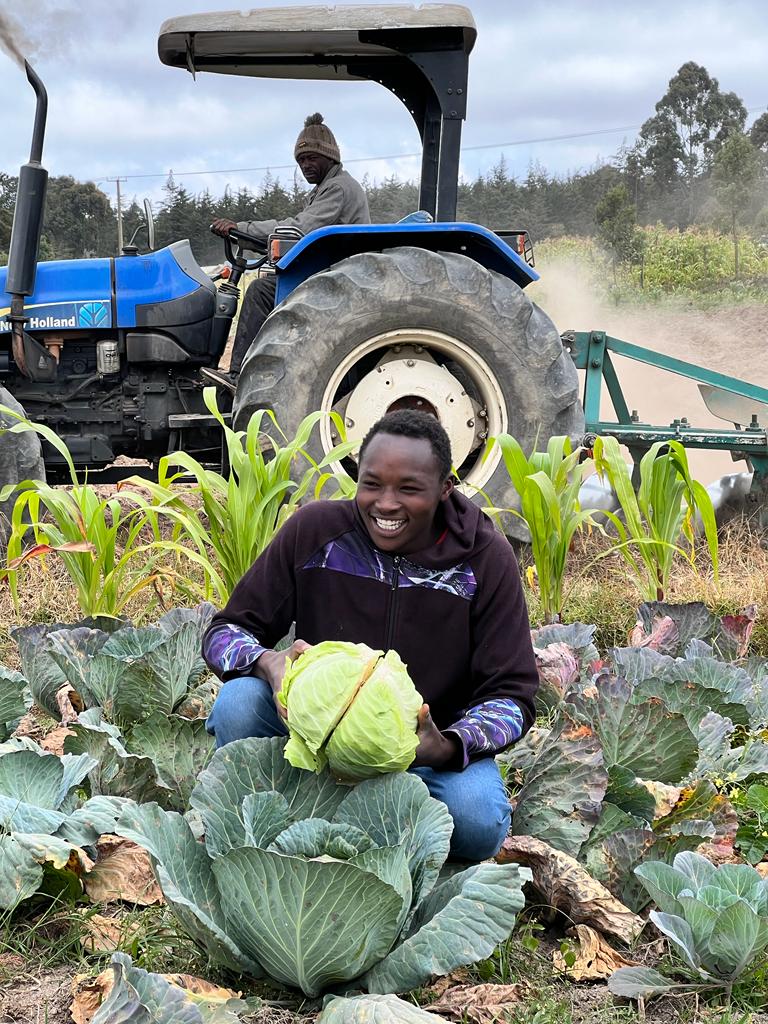 Cabbage harvest Kenya Aug 2023
