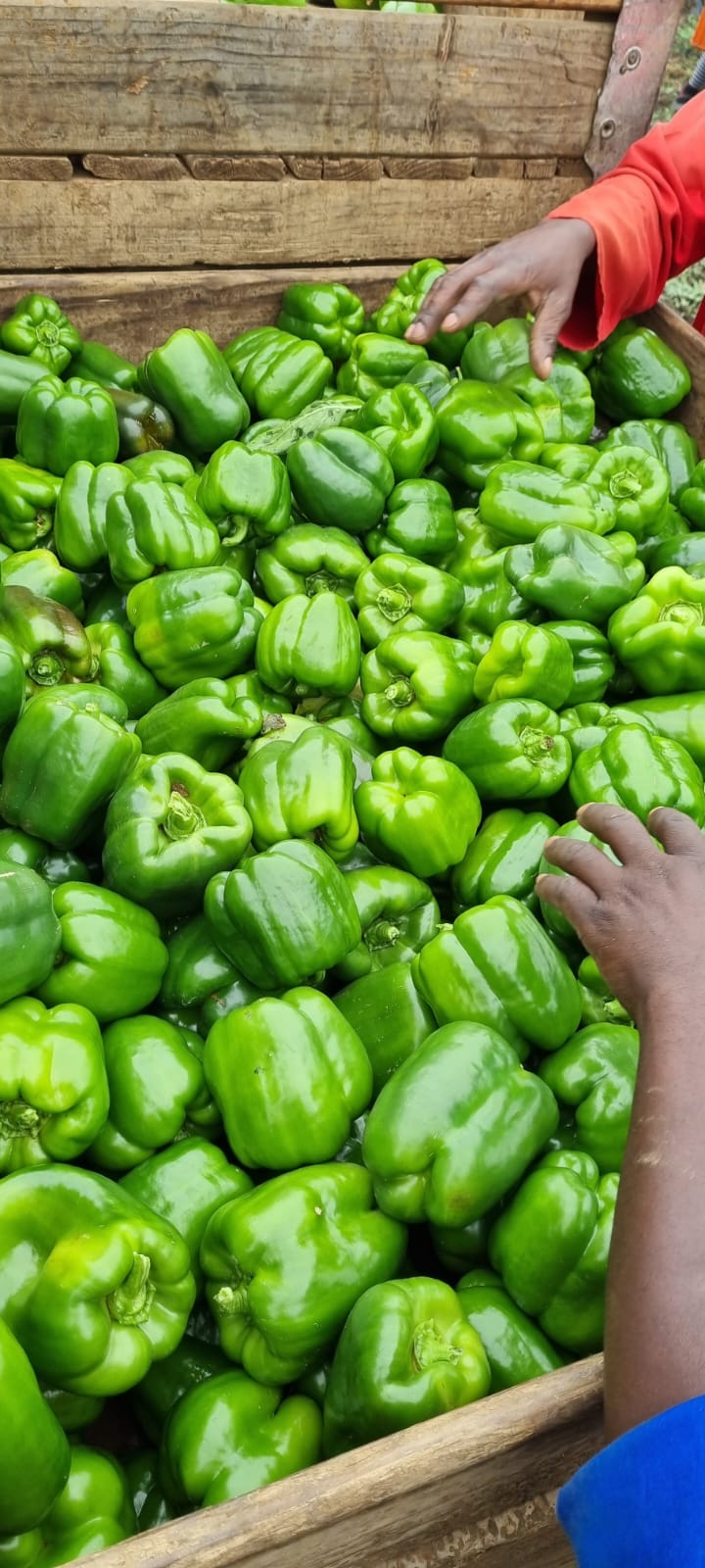 Harvesting Delisha Sweet Pepper Oct 2022