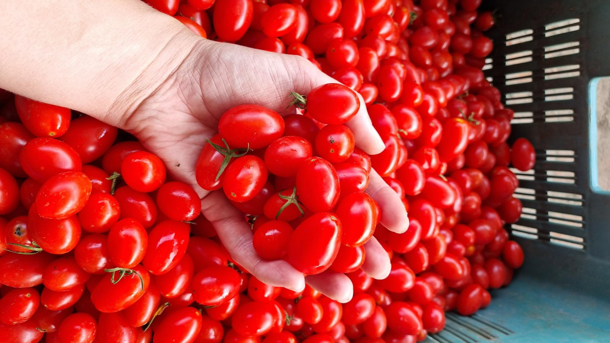 Tinker Tomato Harvest Jan 2023