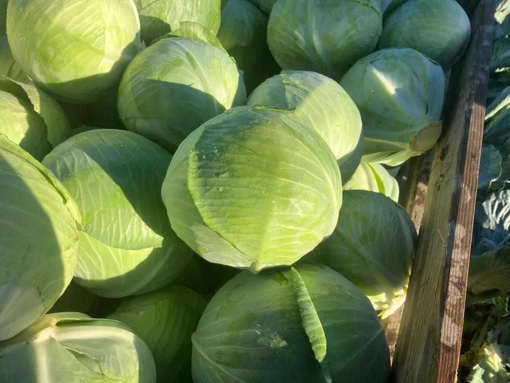 Cabbage