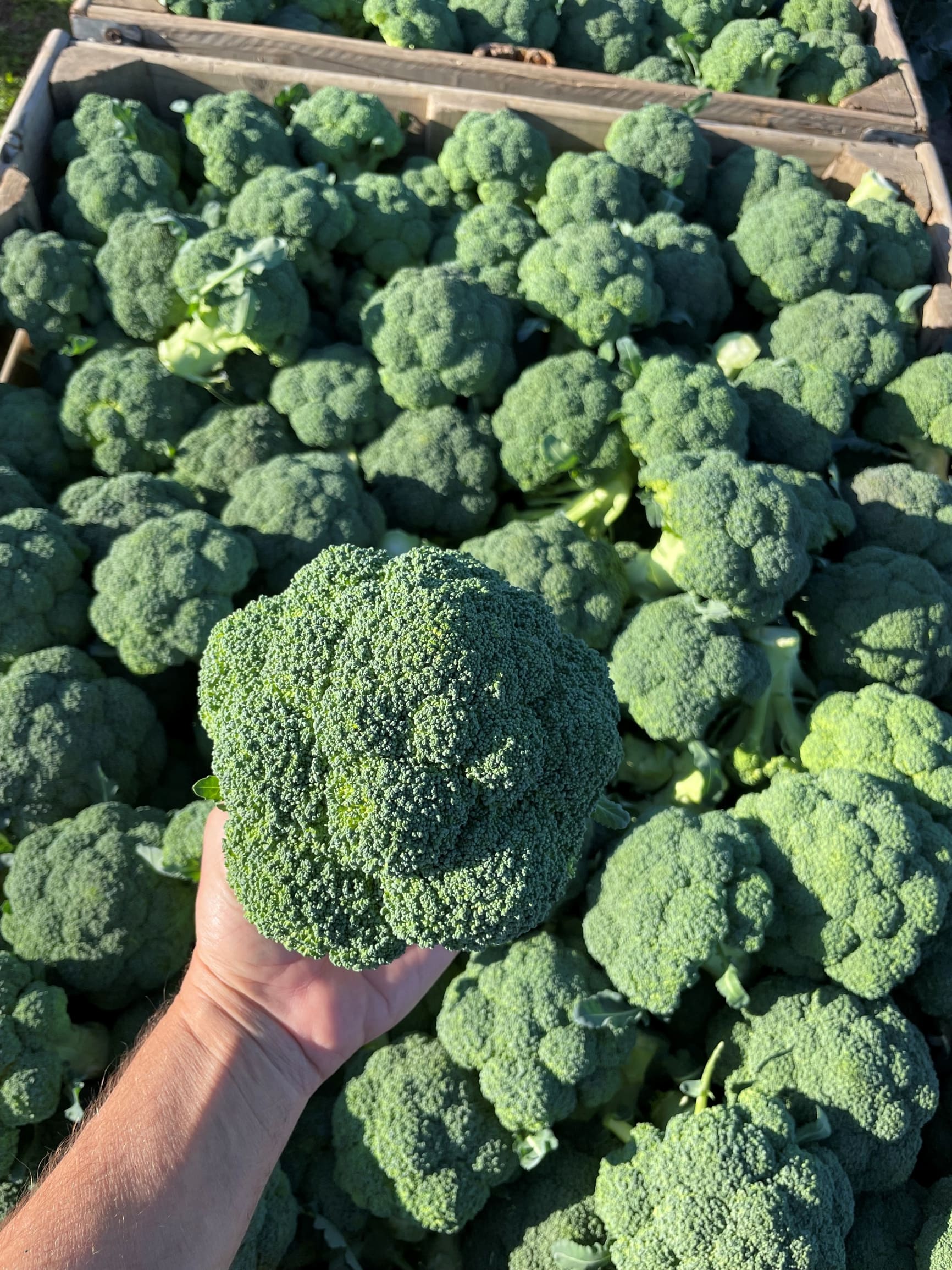 Parthenon Broccoli