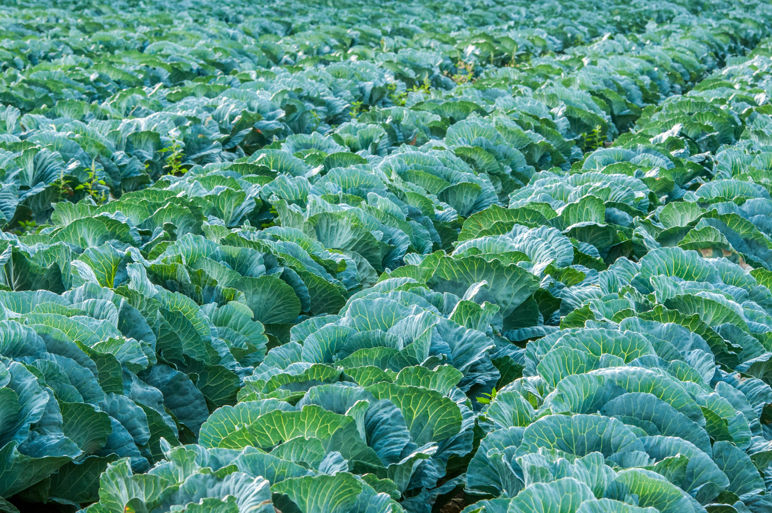Good yield starts with good seeds