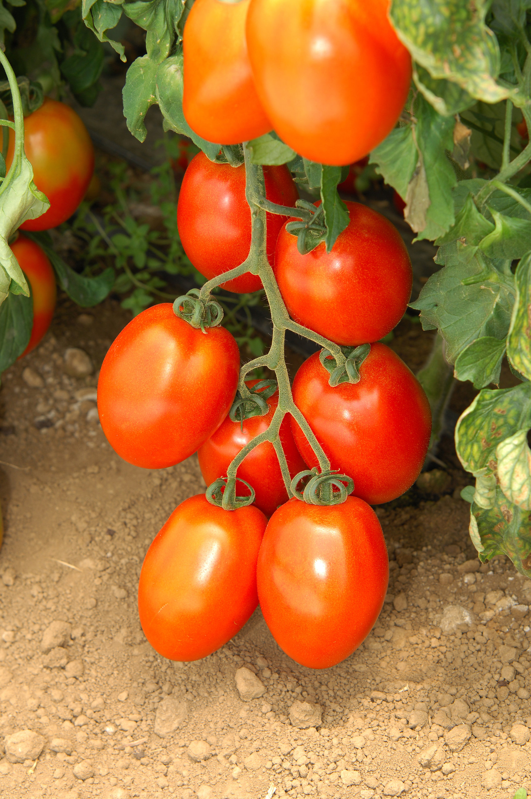 Heat resistant varieties