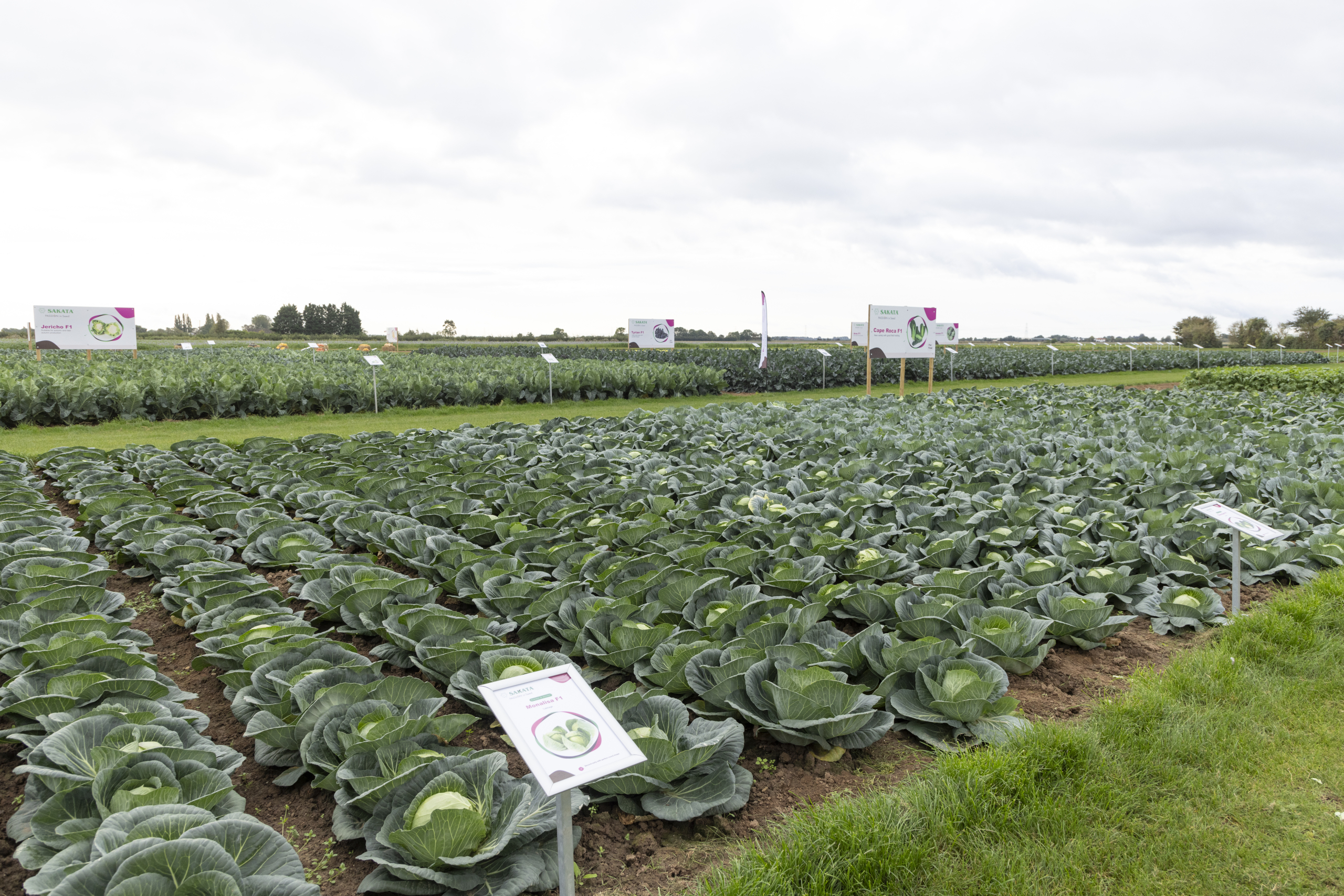 Sakata introduces new vegetable varieties for yield, disease resistance and shelf-life