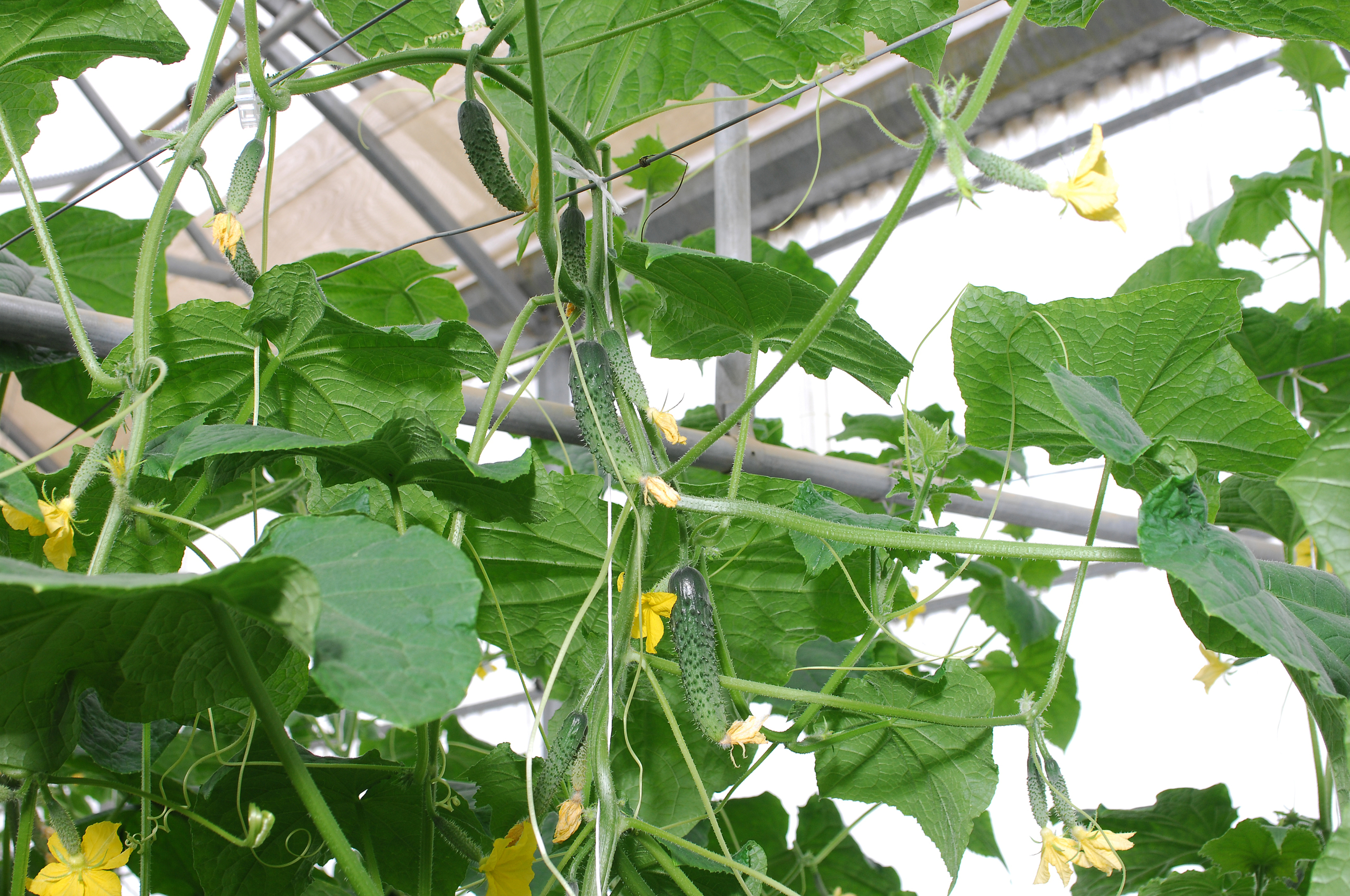Sakata Fraser F1, a pickler cucumber for advanced greenhouse farming