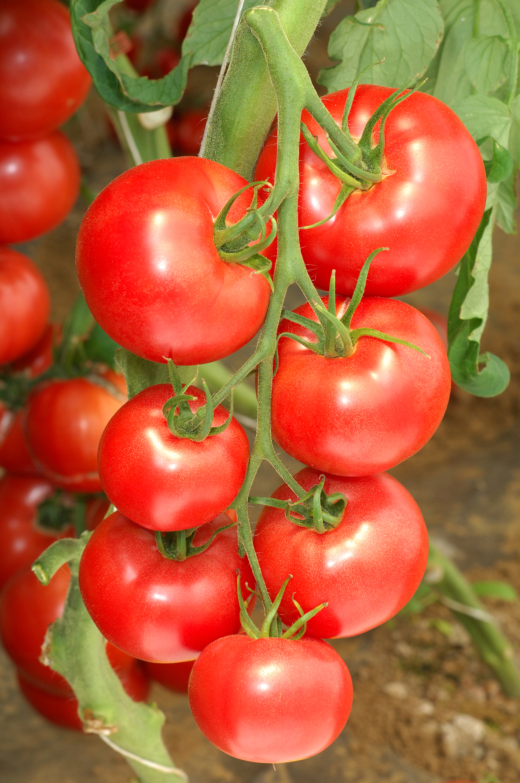 Sakata Oriental Rise F1, a pink tomato for hydroponic cultivation