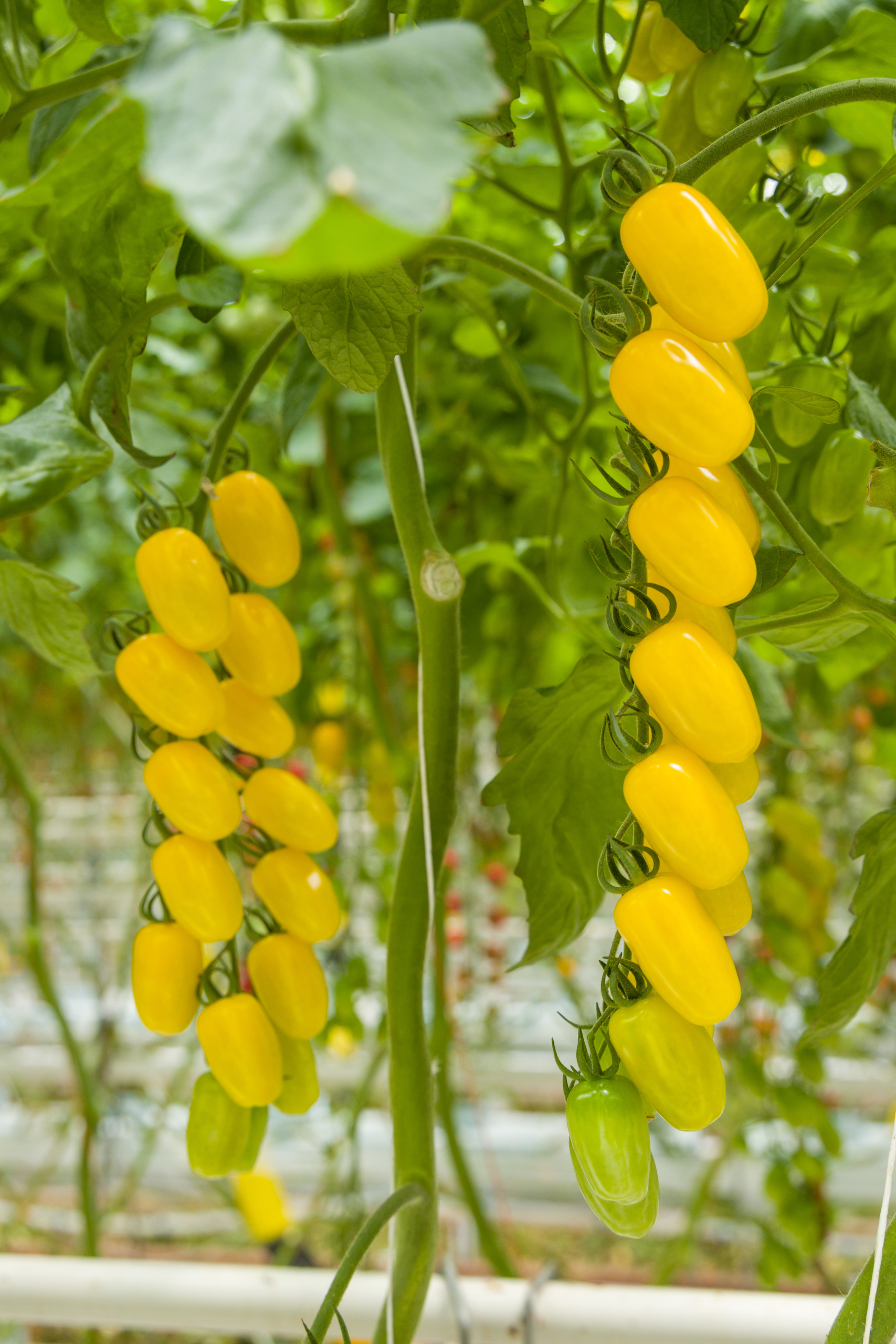Sakata Lemonstar F1, a yellow tomato variety for high-tech greenhouses