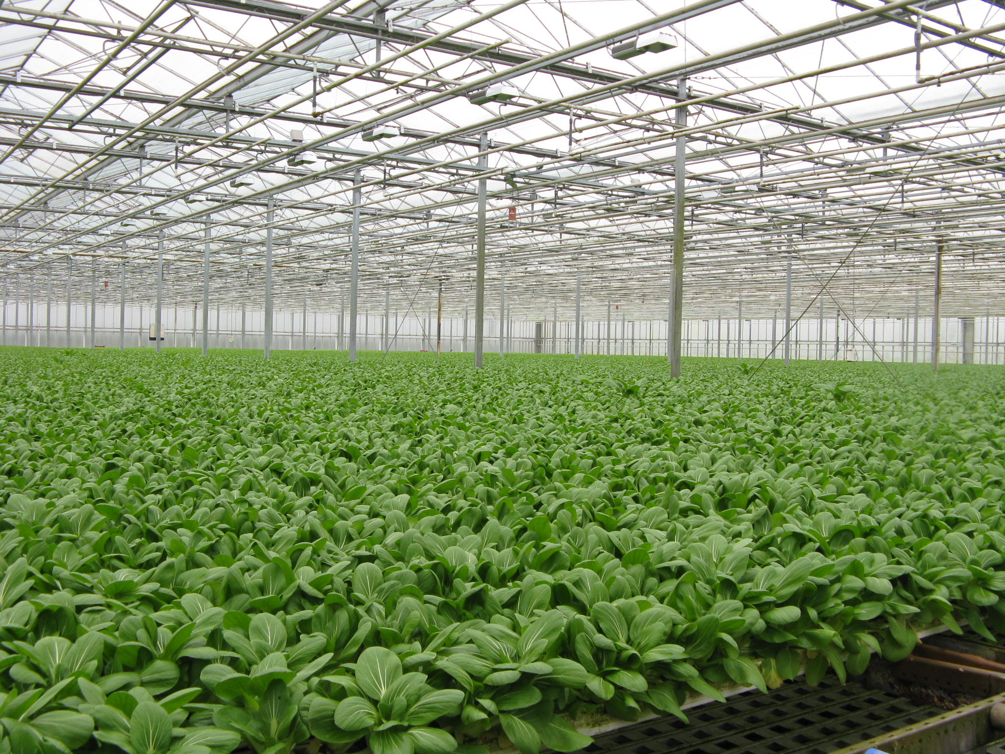 A high-tech vegetable greenhouse grower