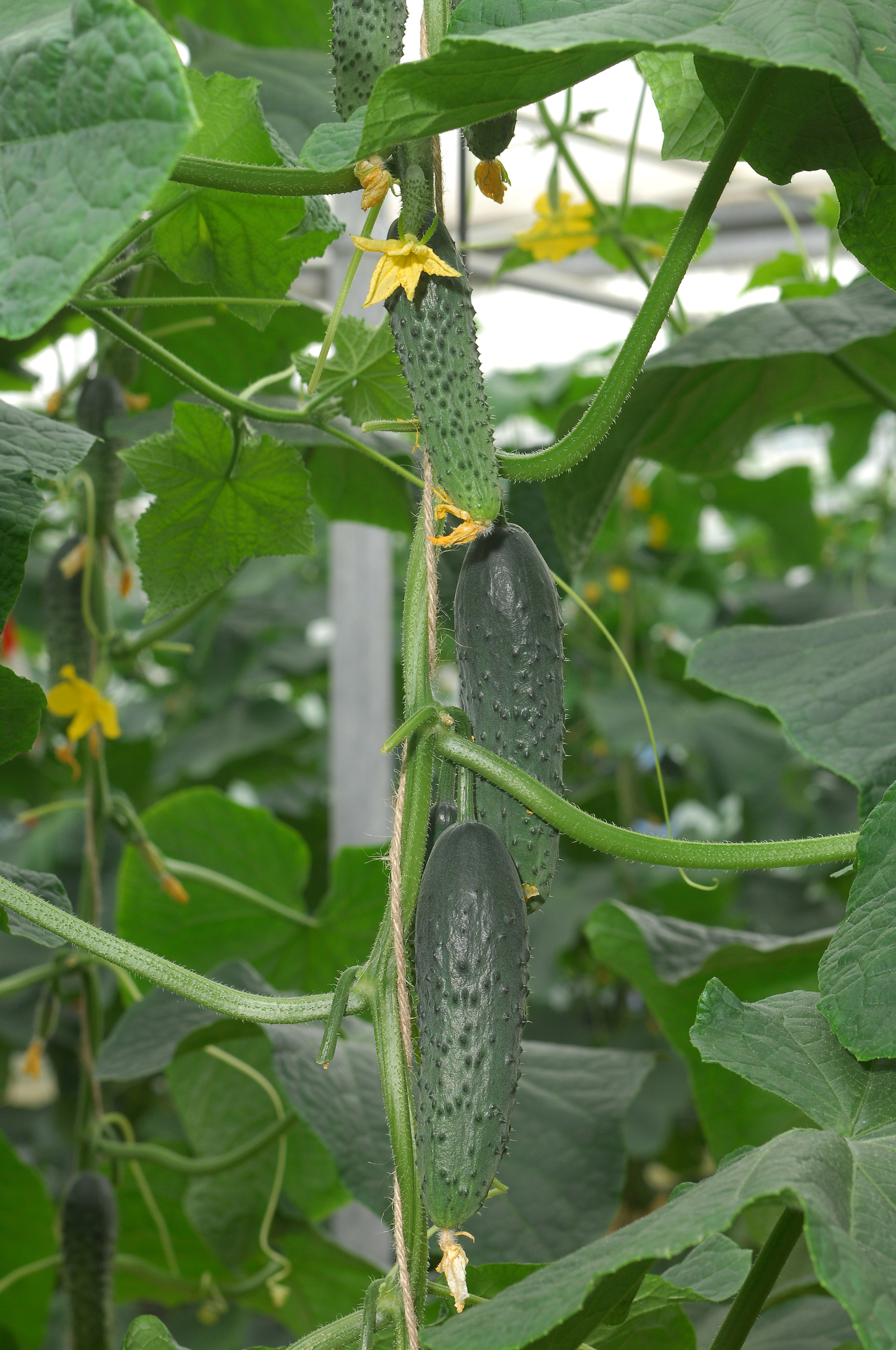 Sakata Gabri F1, a pickler cucumber for advanced greenhouse farming 