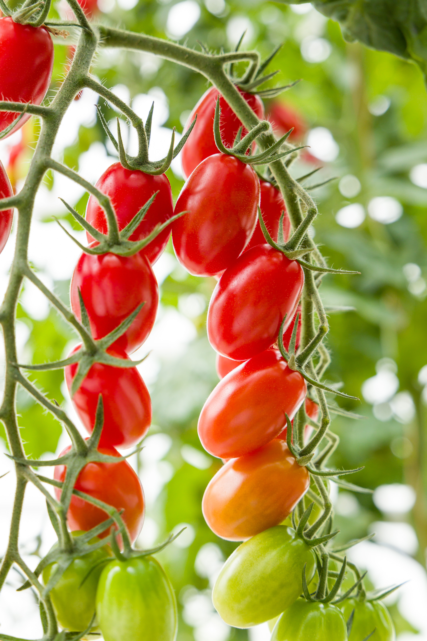 Sakata Scarlet Star F1, a red tomato for high-tech greenhouses