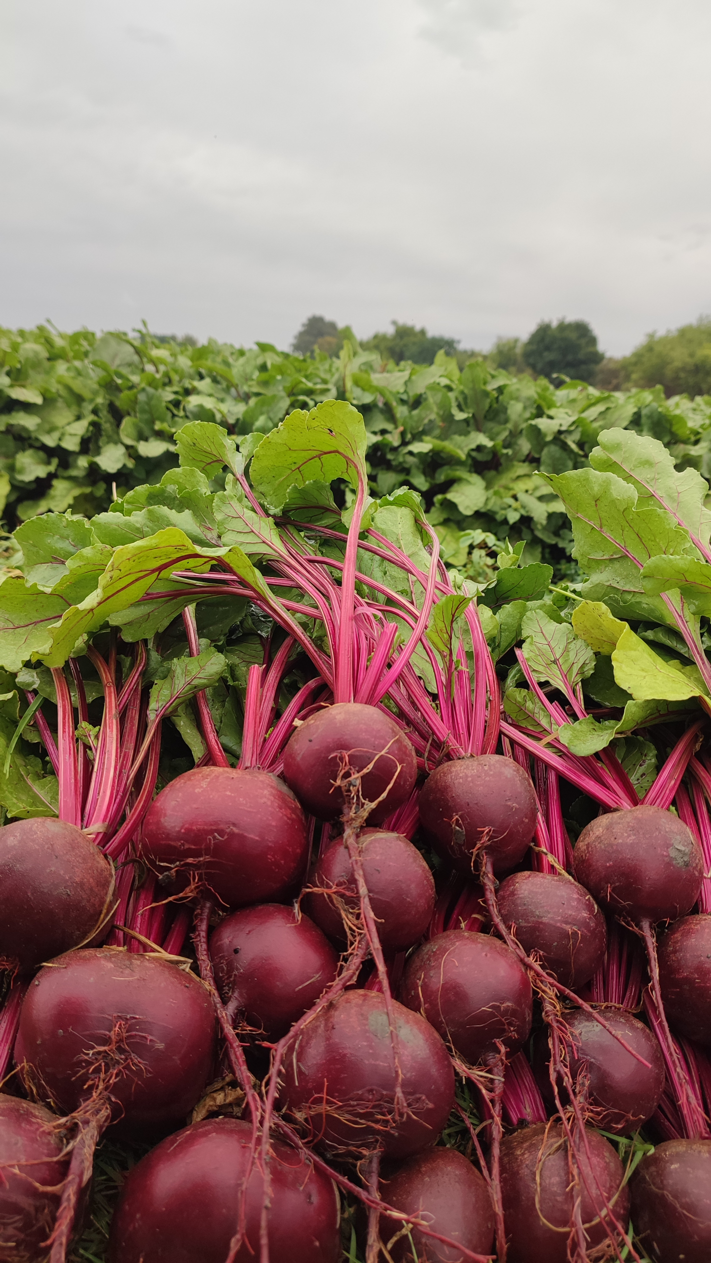 Sakata Cardeal F1, a beet variety that adapts to changing weather conditions