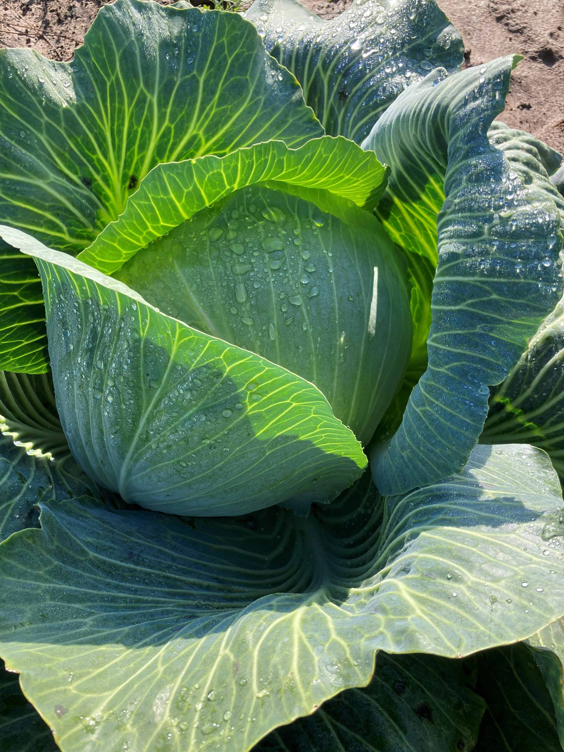 Sakata Accord F1, a cabbage that adapts to changing weather conditions 