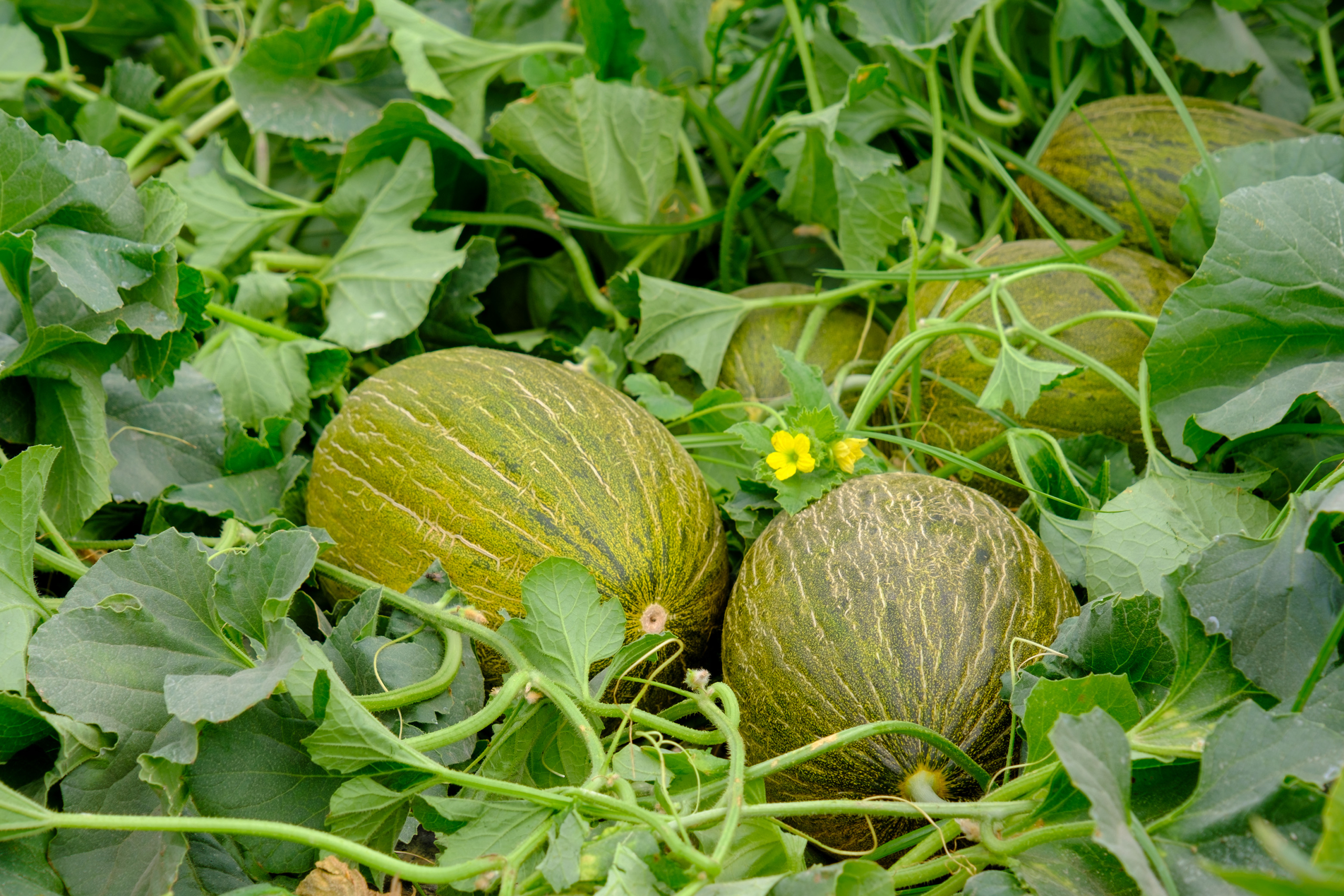 Sakata Milagro F1, a Piel del Sapo melon adapted to very hot conditions