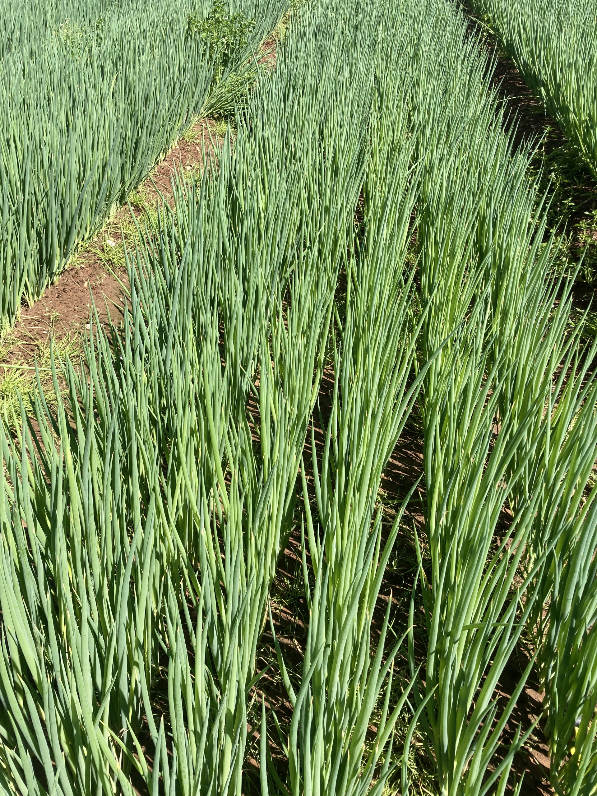 Sakata Interstellar F1, a strong foliage bunching onion resistant to damage