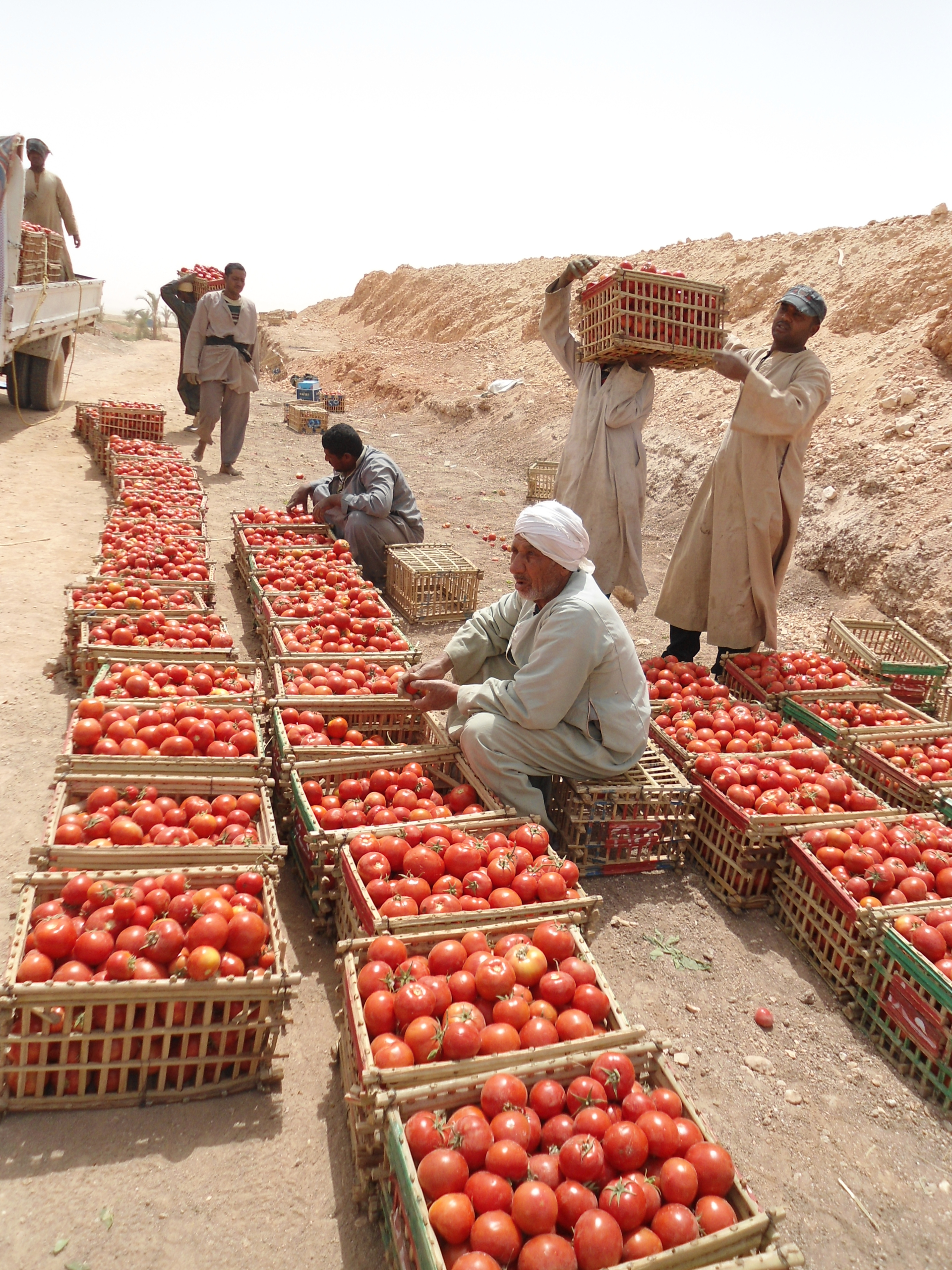 Sakata TOM 02407 F1, high-yielding hot-set tomato variety