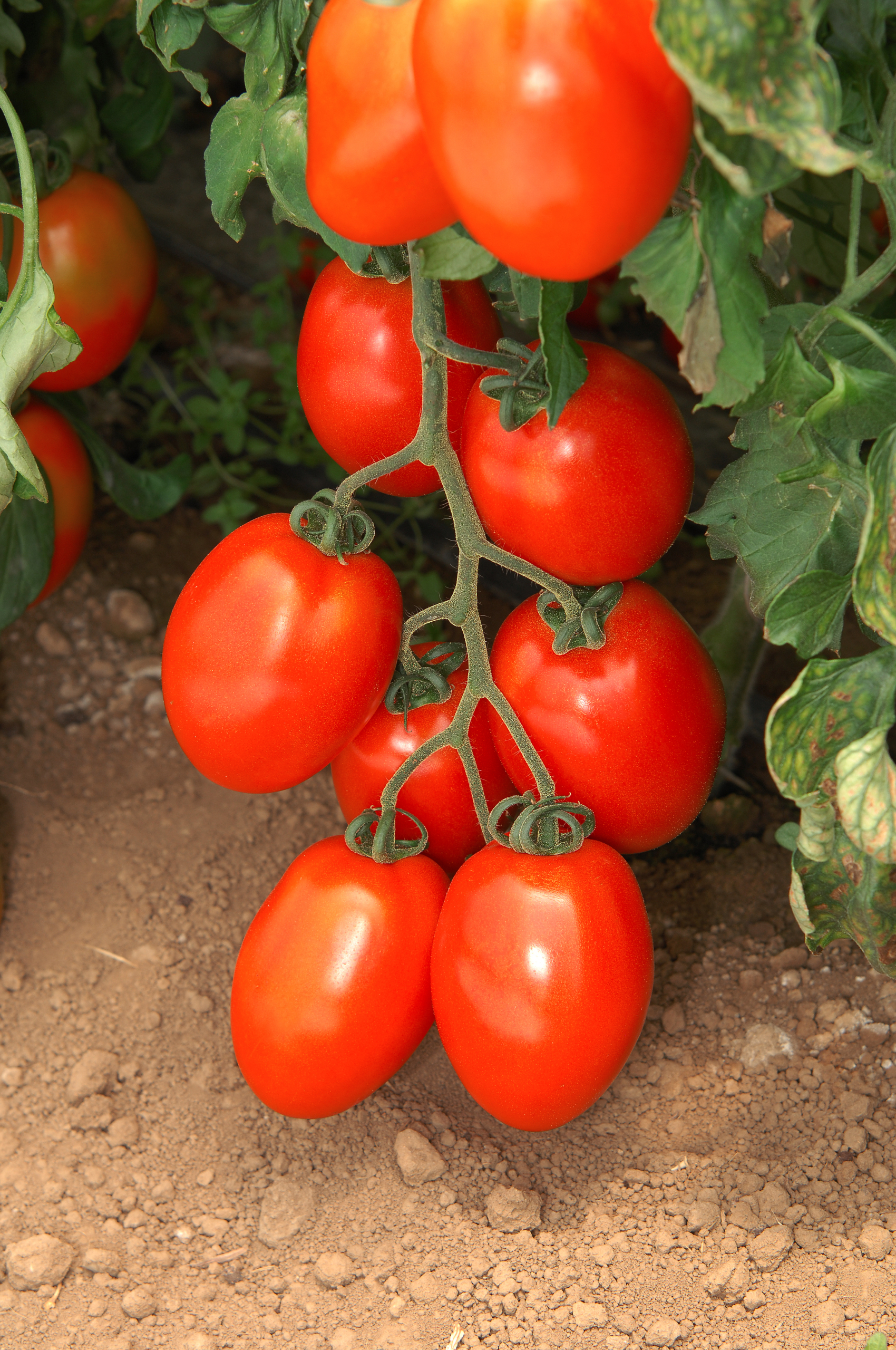 Sakata Amiral F1, a firm tomato variety that can endure handling