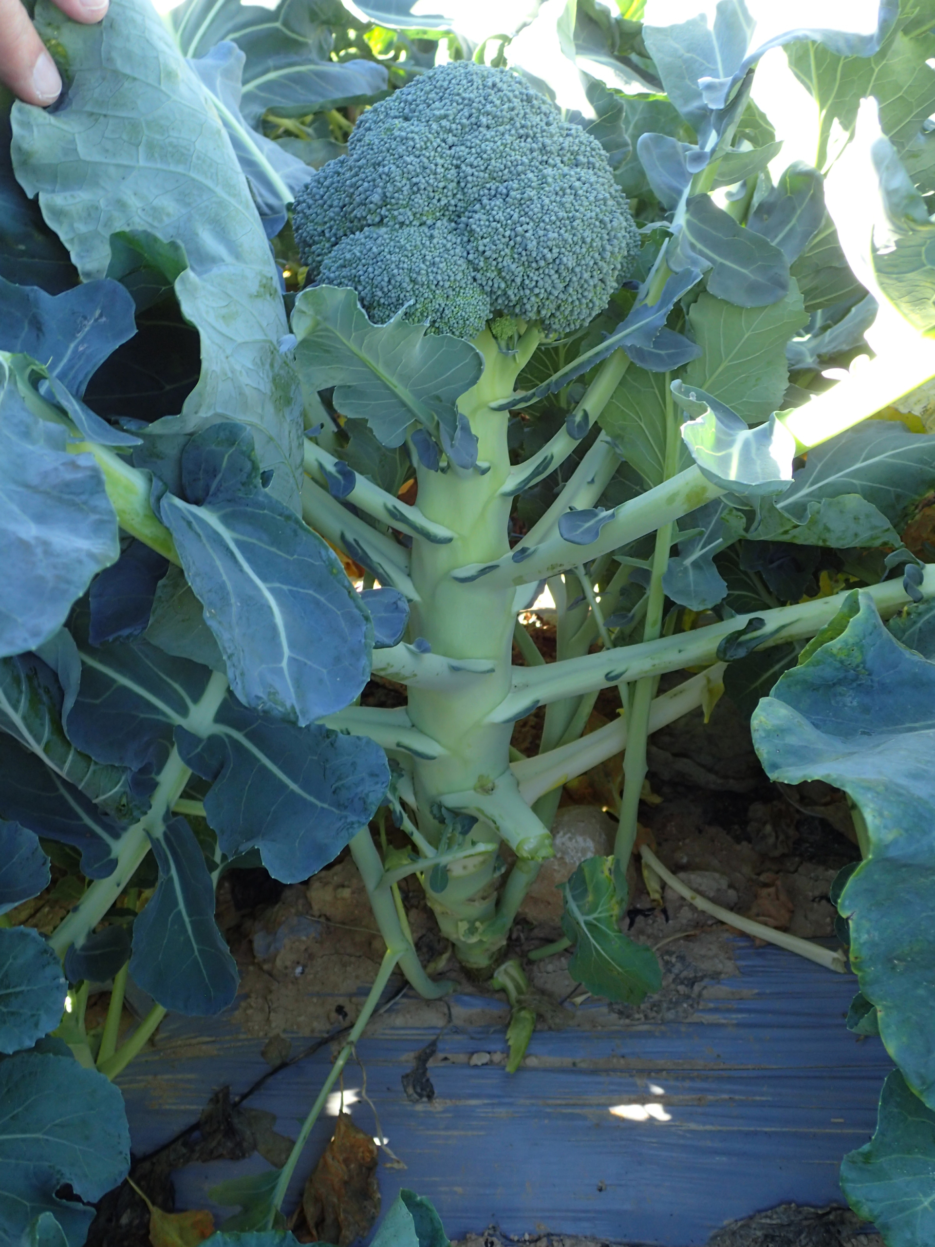 Sakata Leonidas F1, a broccoli with a long stem for easy harvest