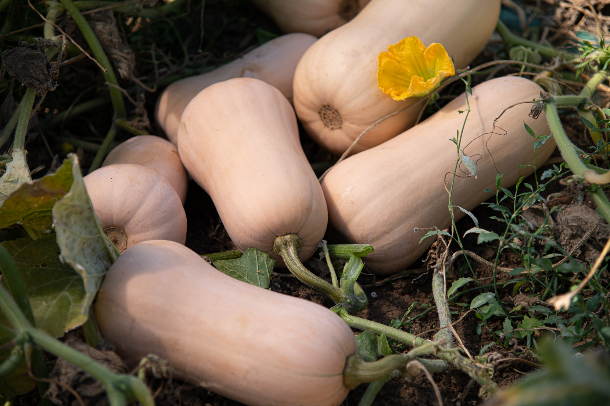 Sakata Pluto F1, a butternut highly tolerant to powdery mildew 