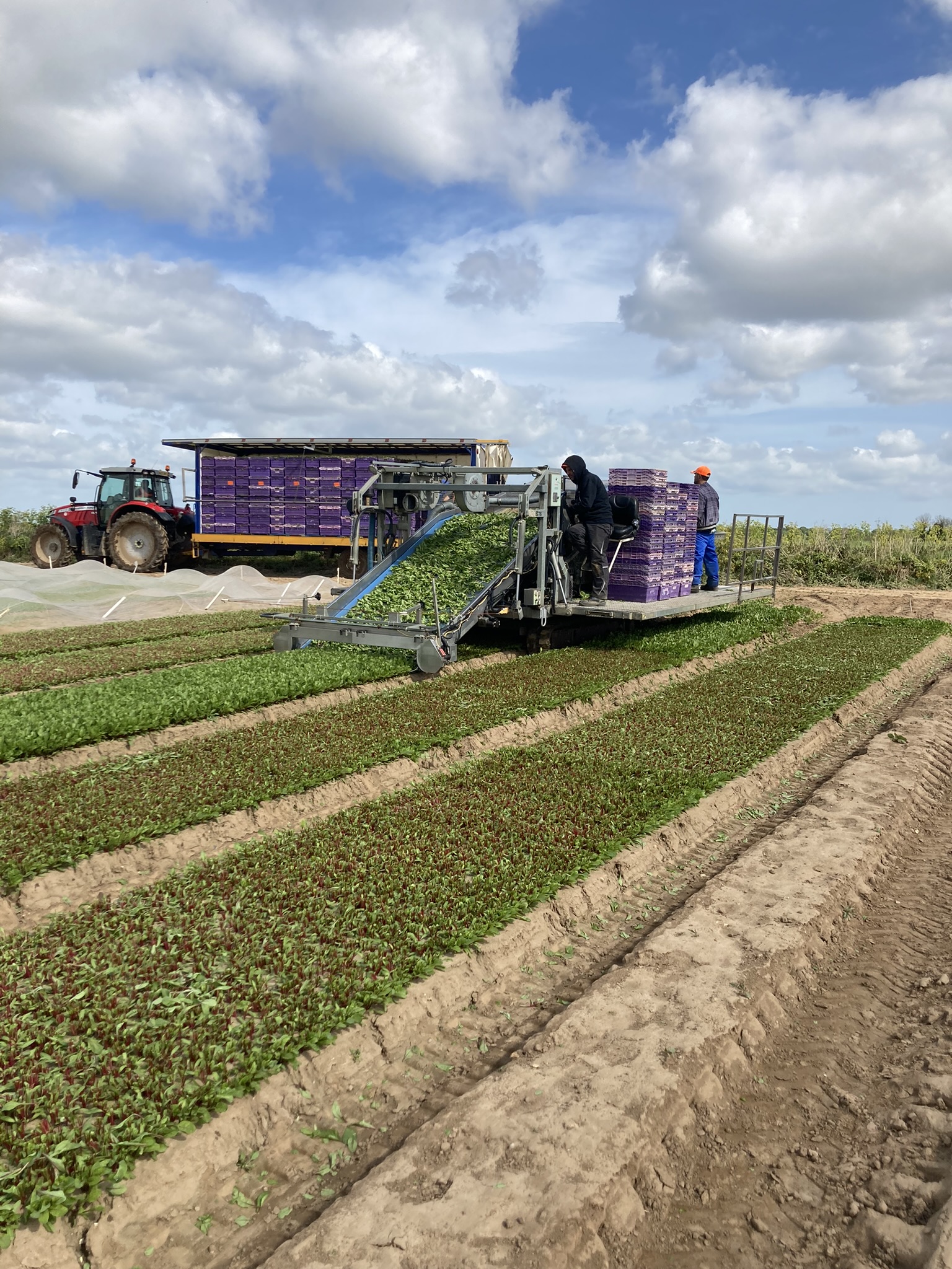 Sakata Figaro F1, an erected spinach variety for easy harvest