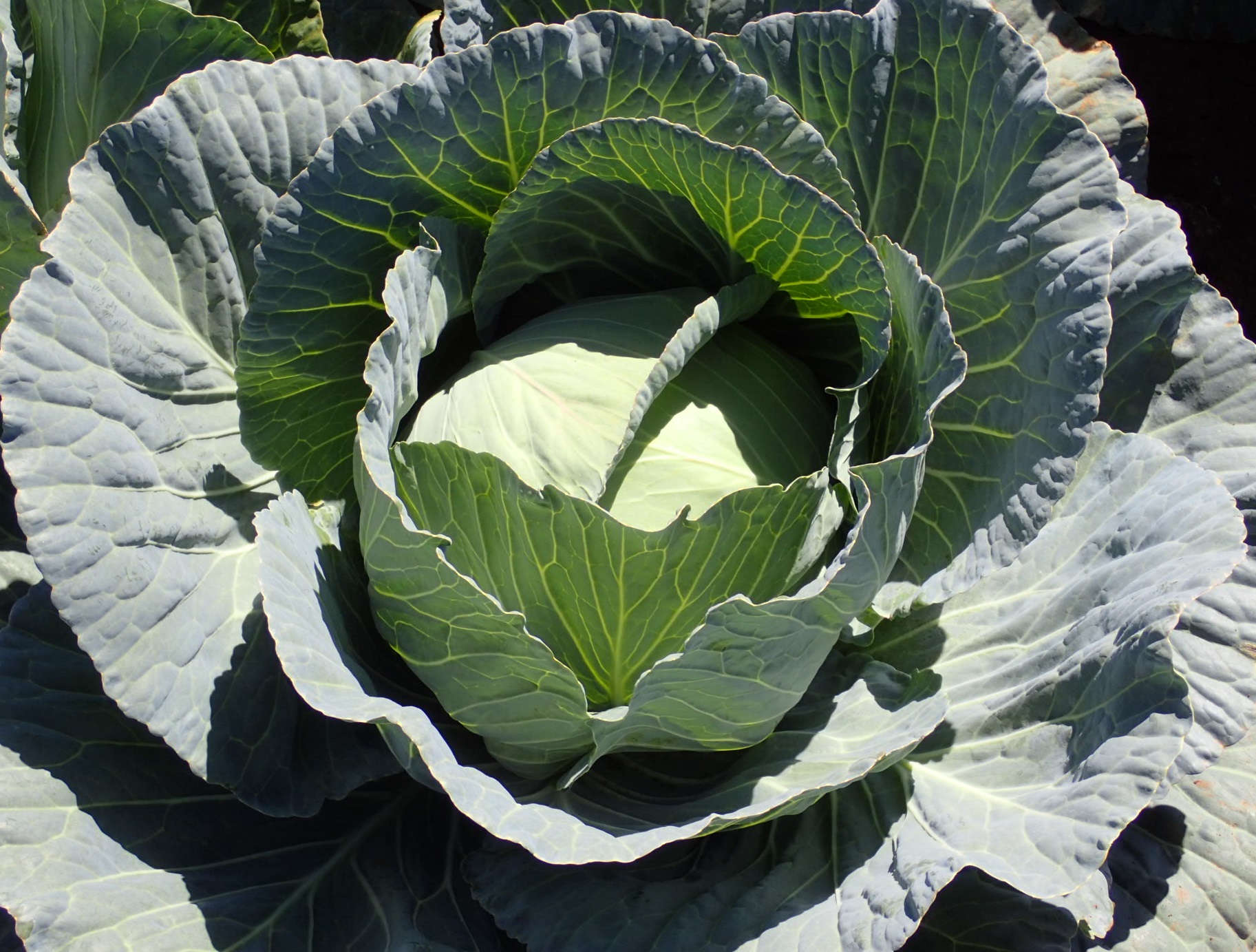 Sakata Marloo F1, a cabbage variety tolerant to heat