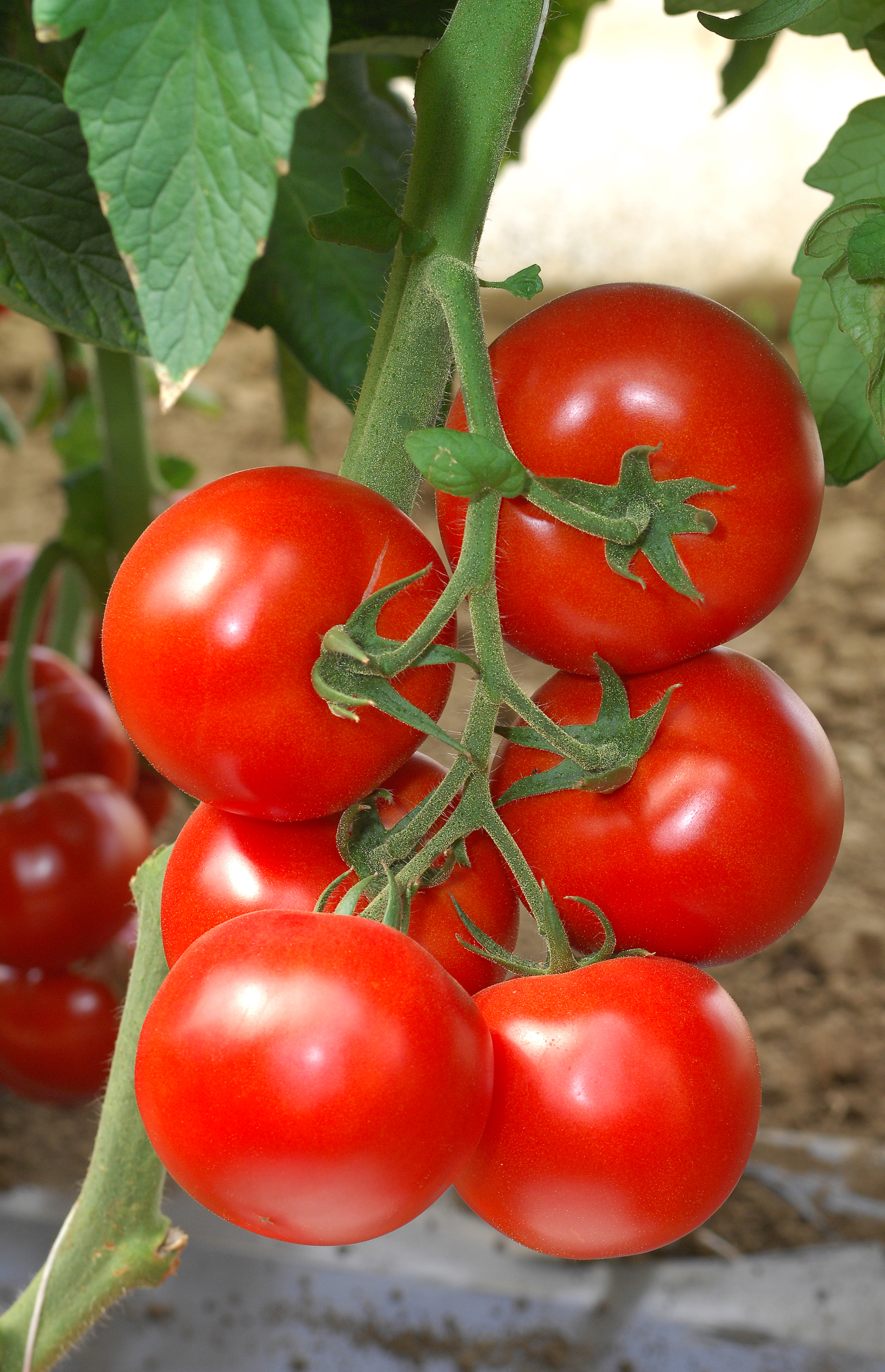 Sakata Jalila  F1, a tomato variety tolerant to drought conditions