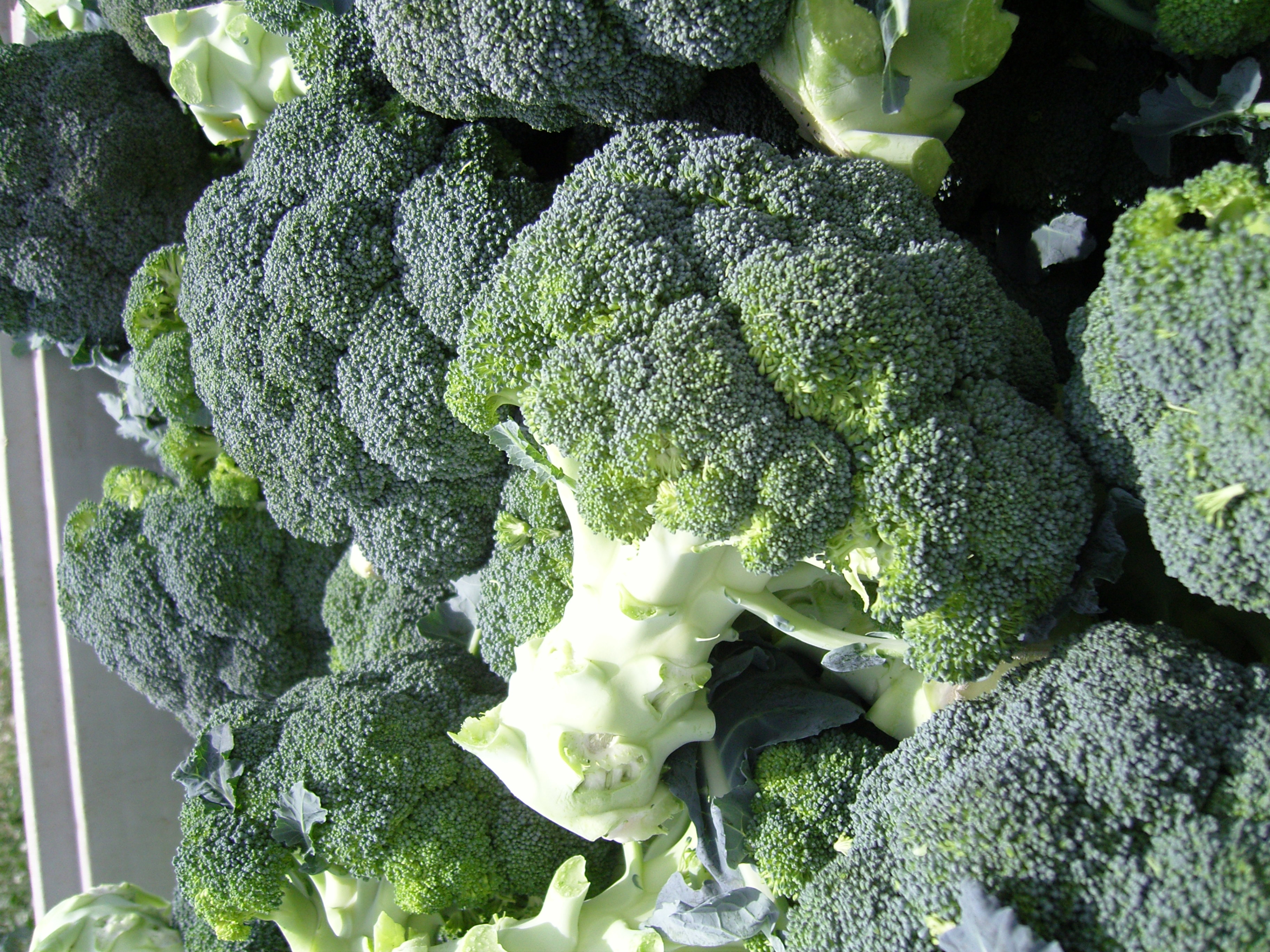 Sakata Naxos F1, a broccoli variety tolerant to heat