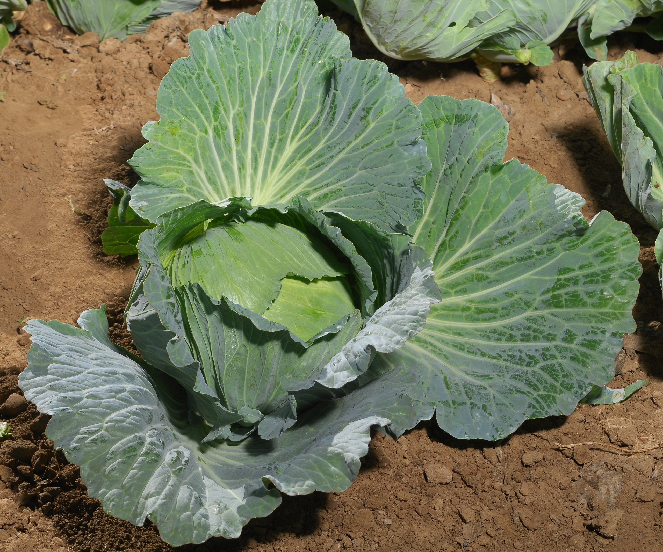 Sakata Sweety F1, a cabbage variety tolerant to wet conditions