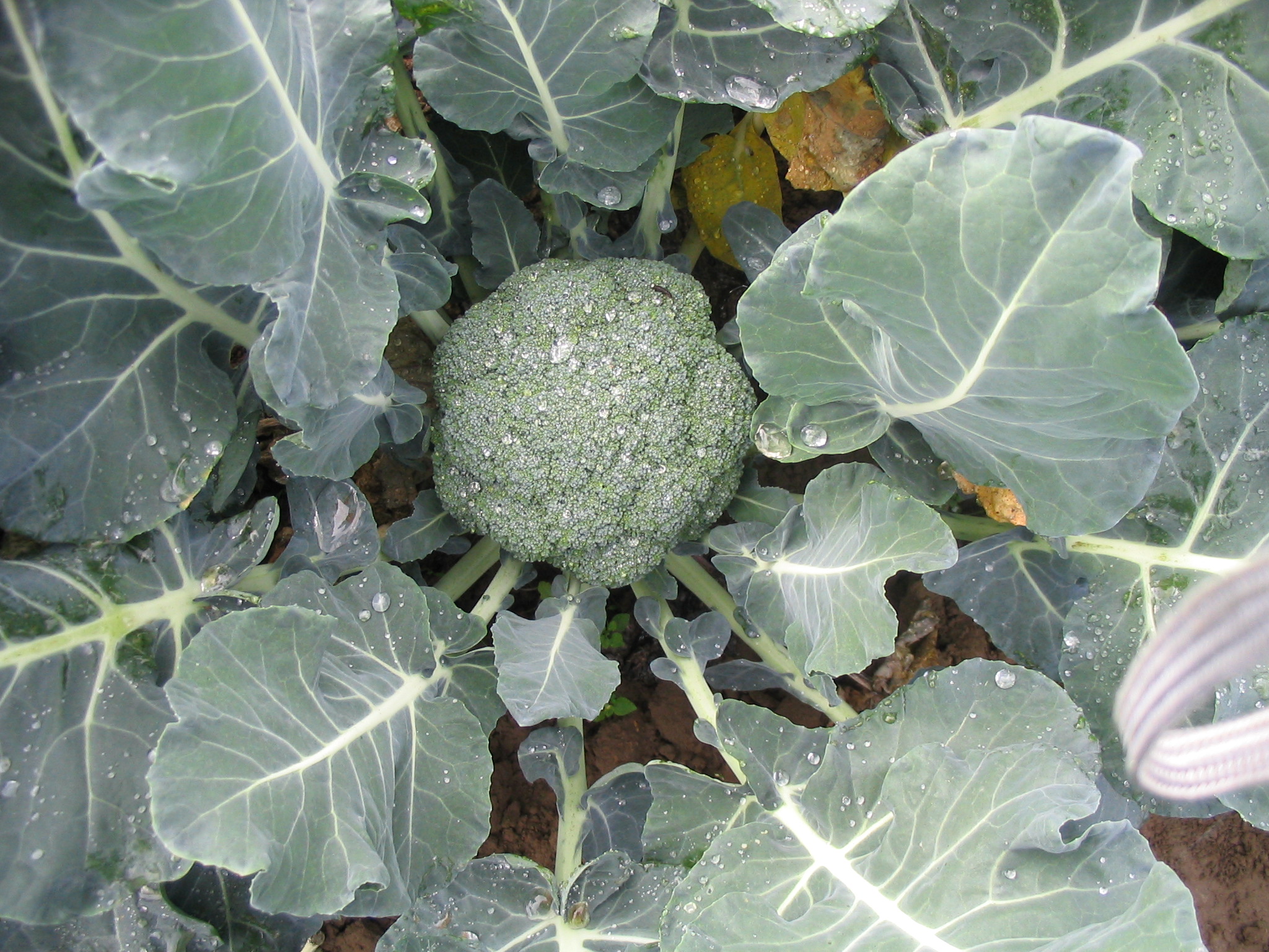 Sakata Parthenon F1, a broccoli variety tolerant to drought conditions