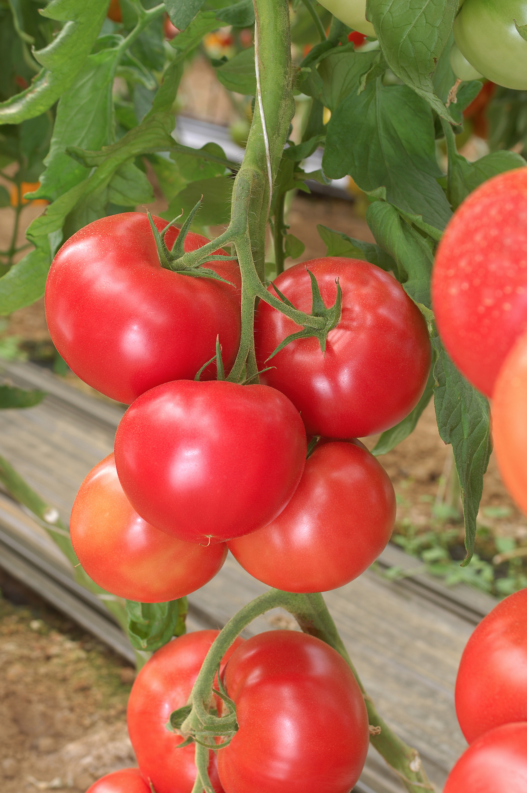 Sakata Pink Dream F1, a tomato variety tolerant to cold conditions
