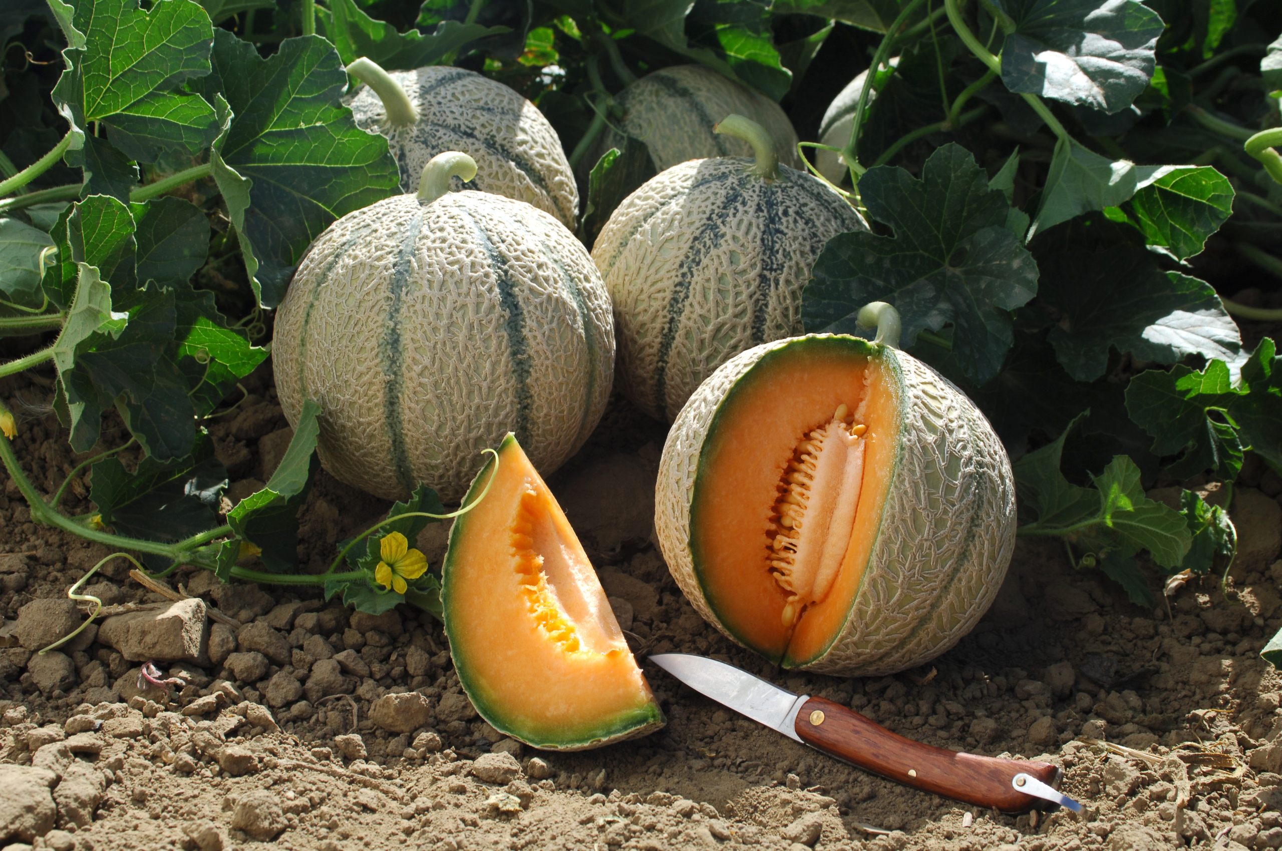 Sakata Melgic F1, a cantaloupe resistant to powdery mildew and fusarium