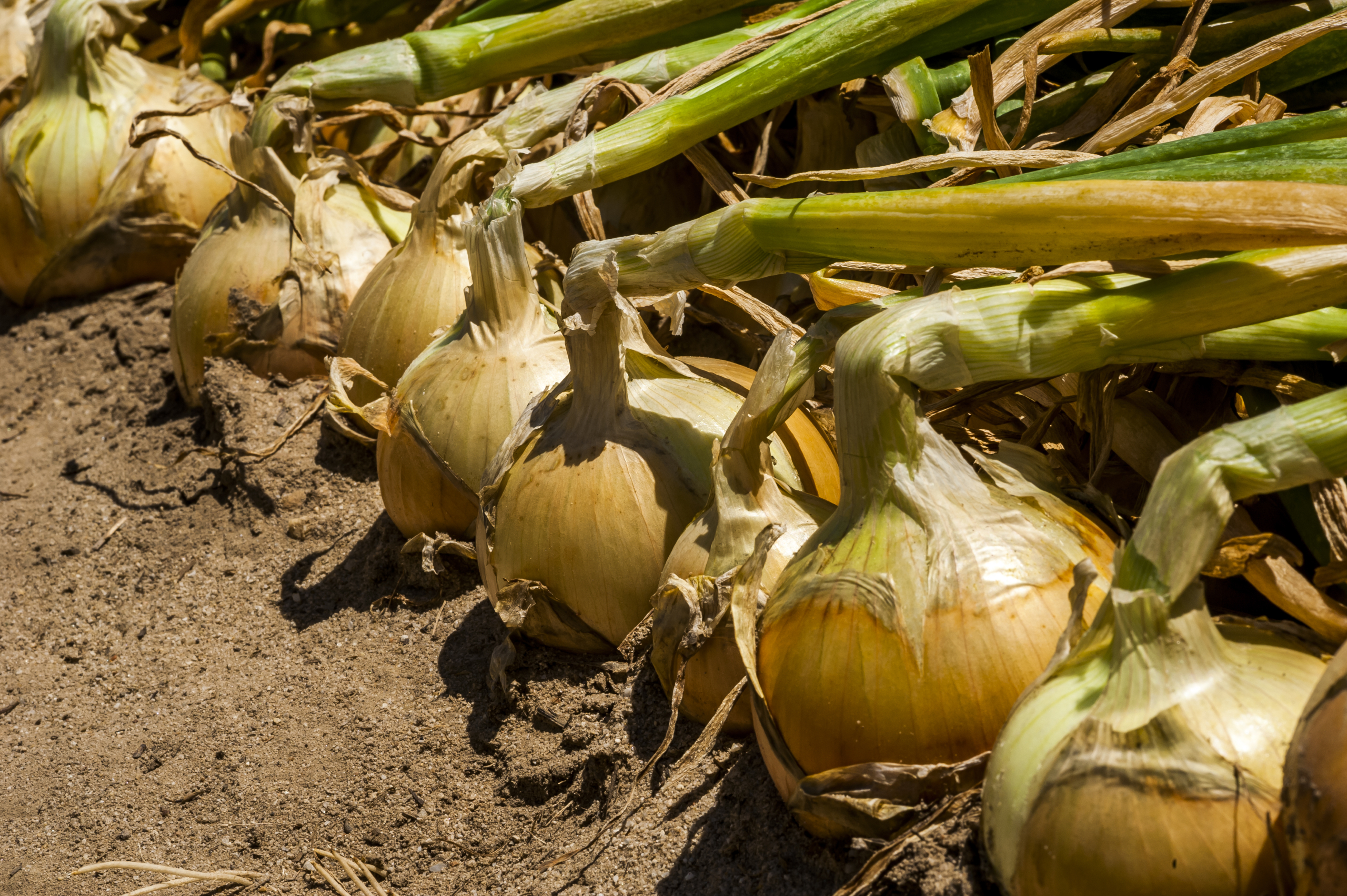 Sakata Yosemite F1, a good yielding onion with strong skins adapted for machine harvest