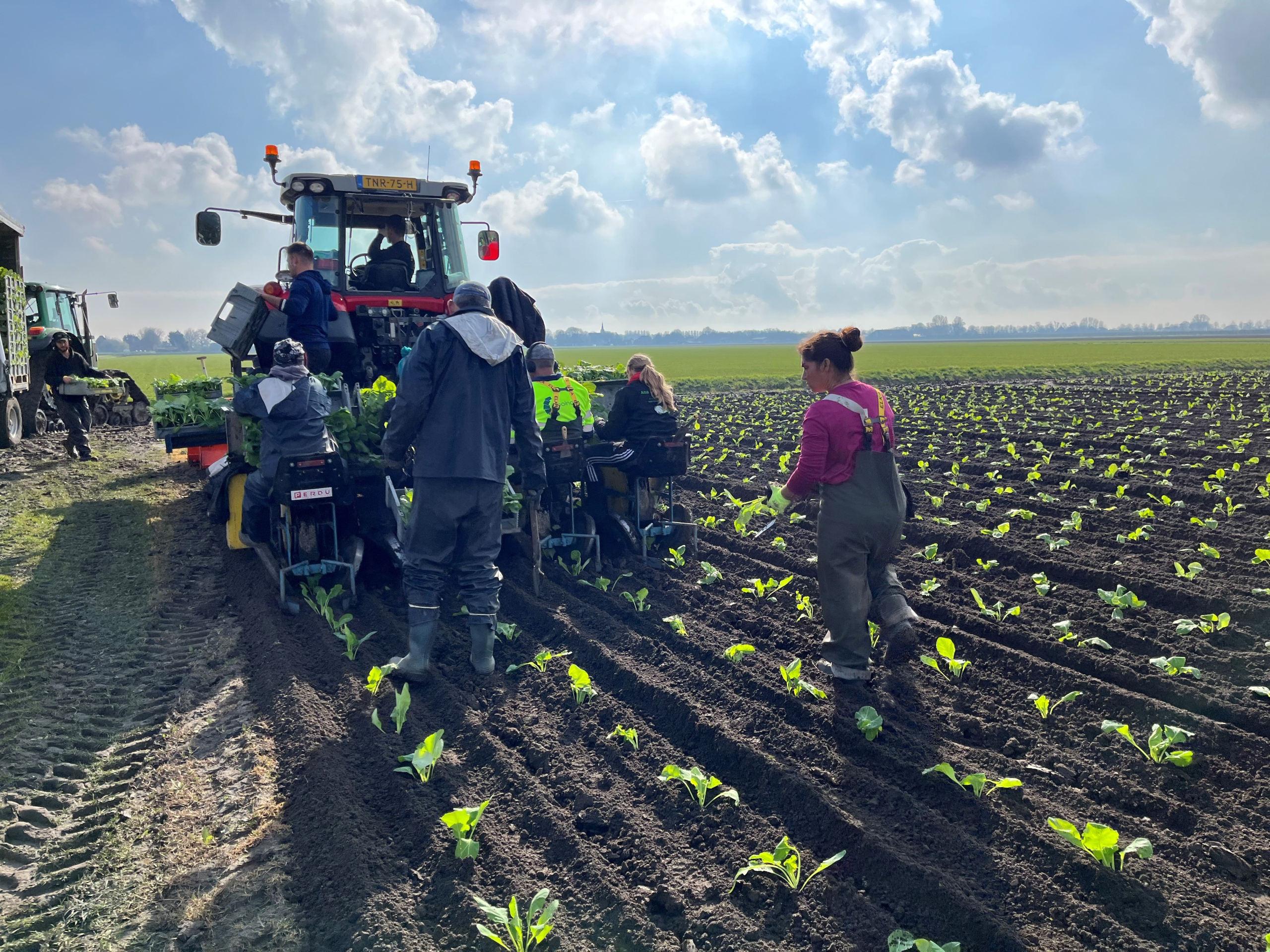 A large-scale farmer transplanting Sakata’s cauliflower to maximise productivity