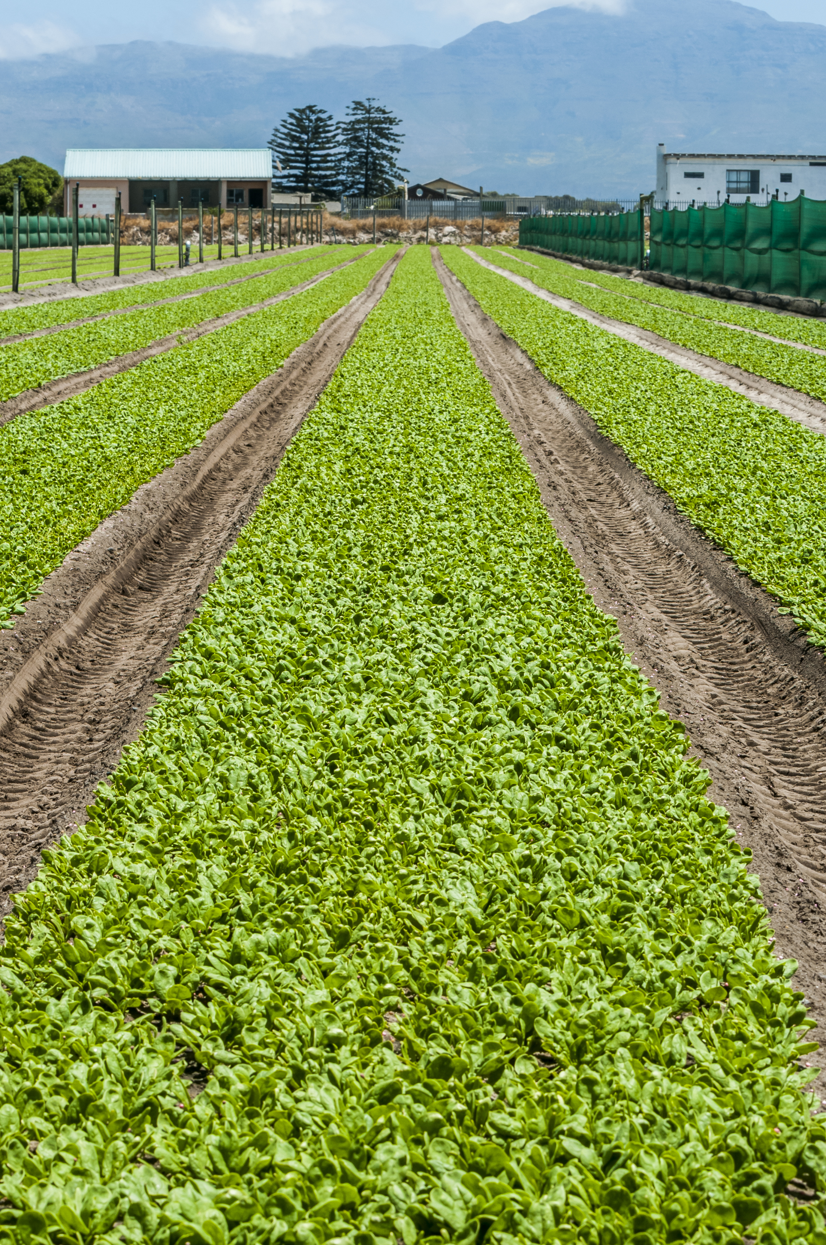 Sakata Turandot F1, a spinach variety highly productive