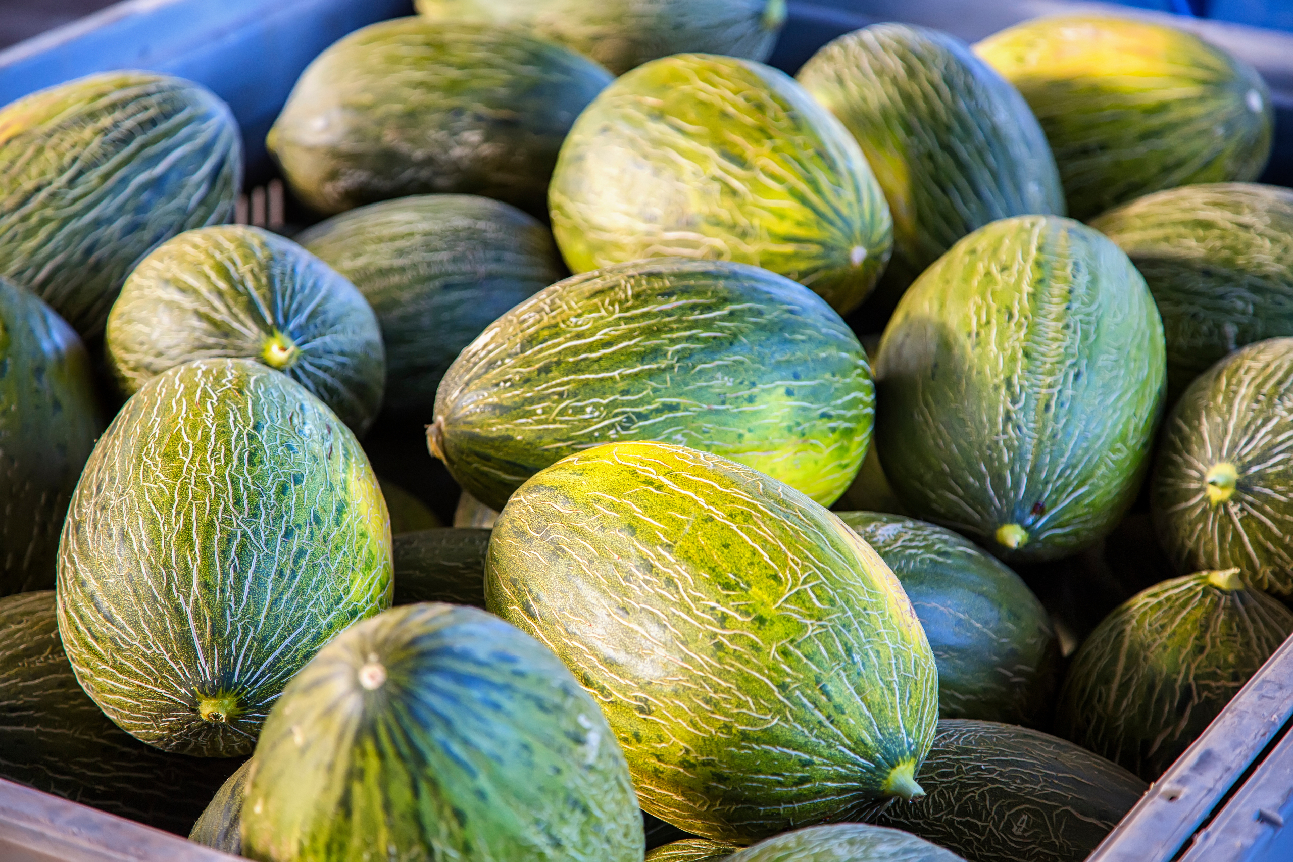 A long shelf-life melon: try Sakata Don Quixote F1 Piel de Sapo