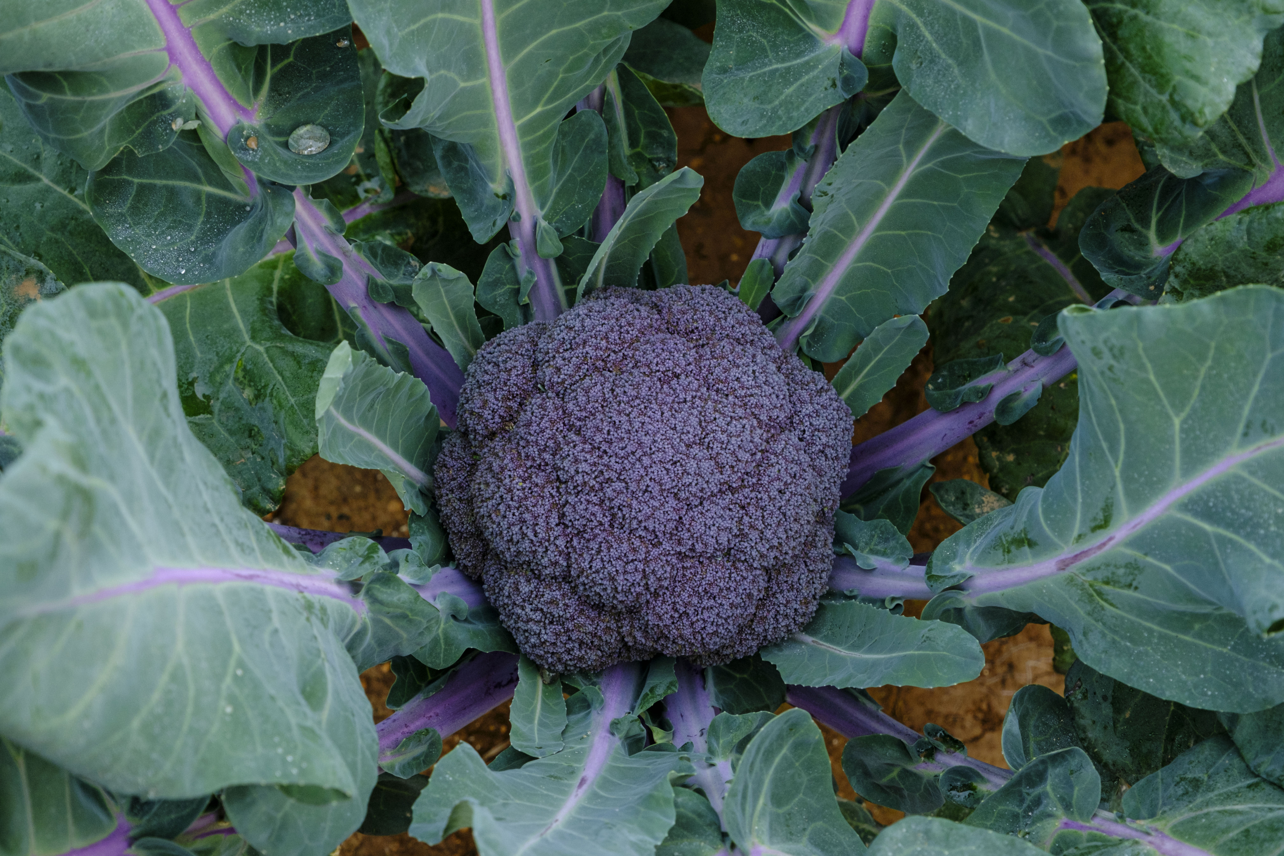 Sakata Purple Magic F1, a purple broccoli variety