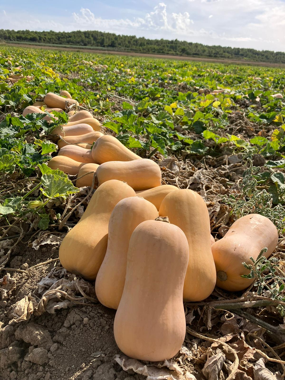 Sakata Orionit F1, a butternut squash variety resistant to Didymella