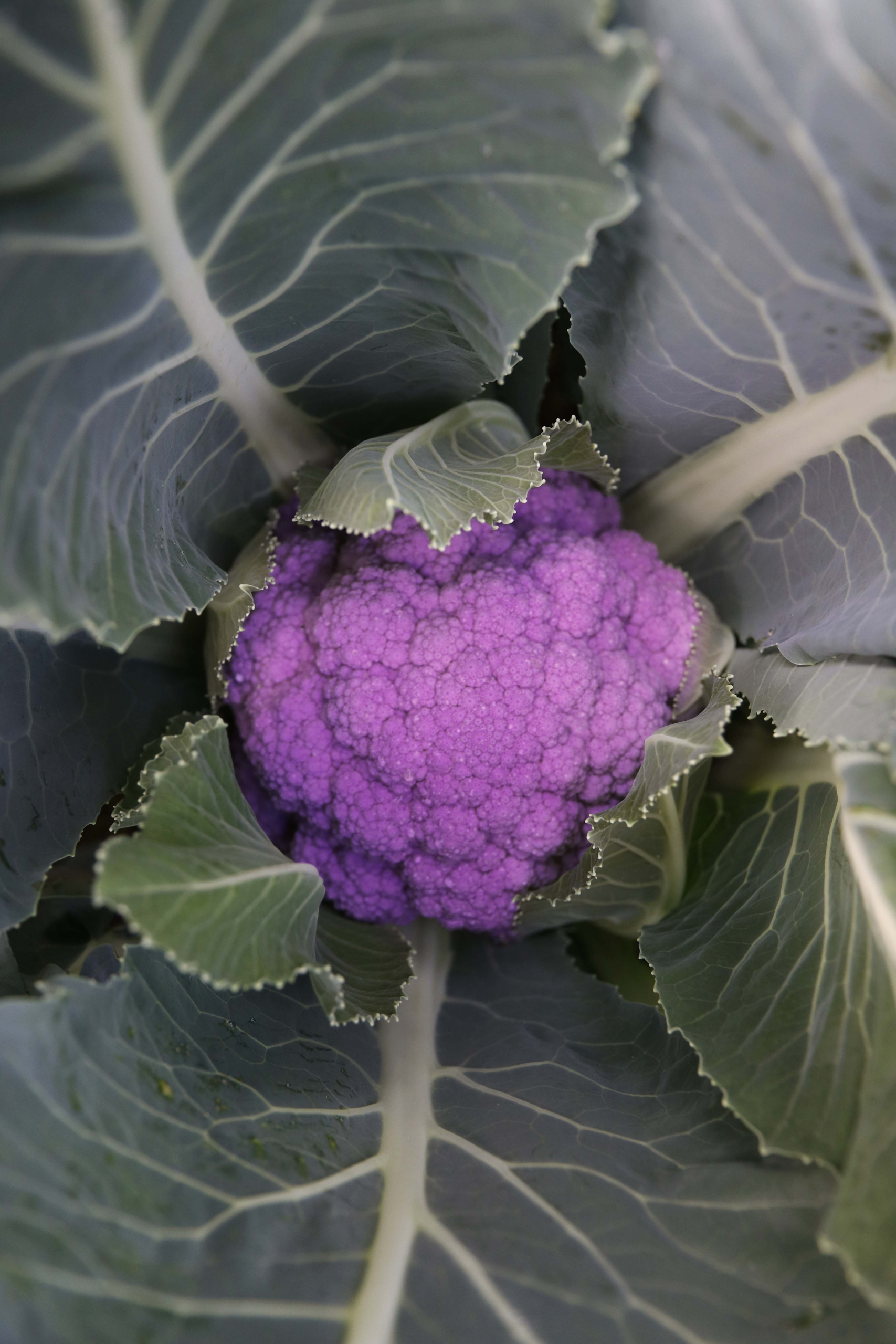 Sakata Purpurina F1, a purple cauliflower variety 
