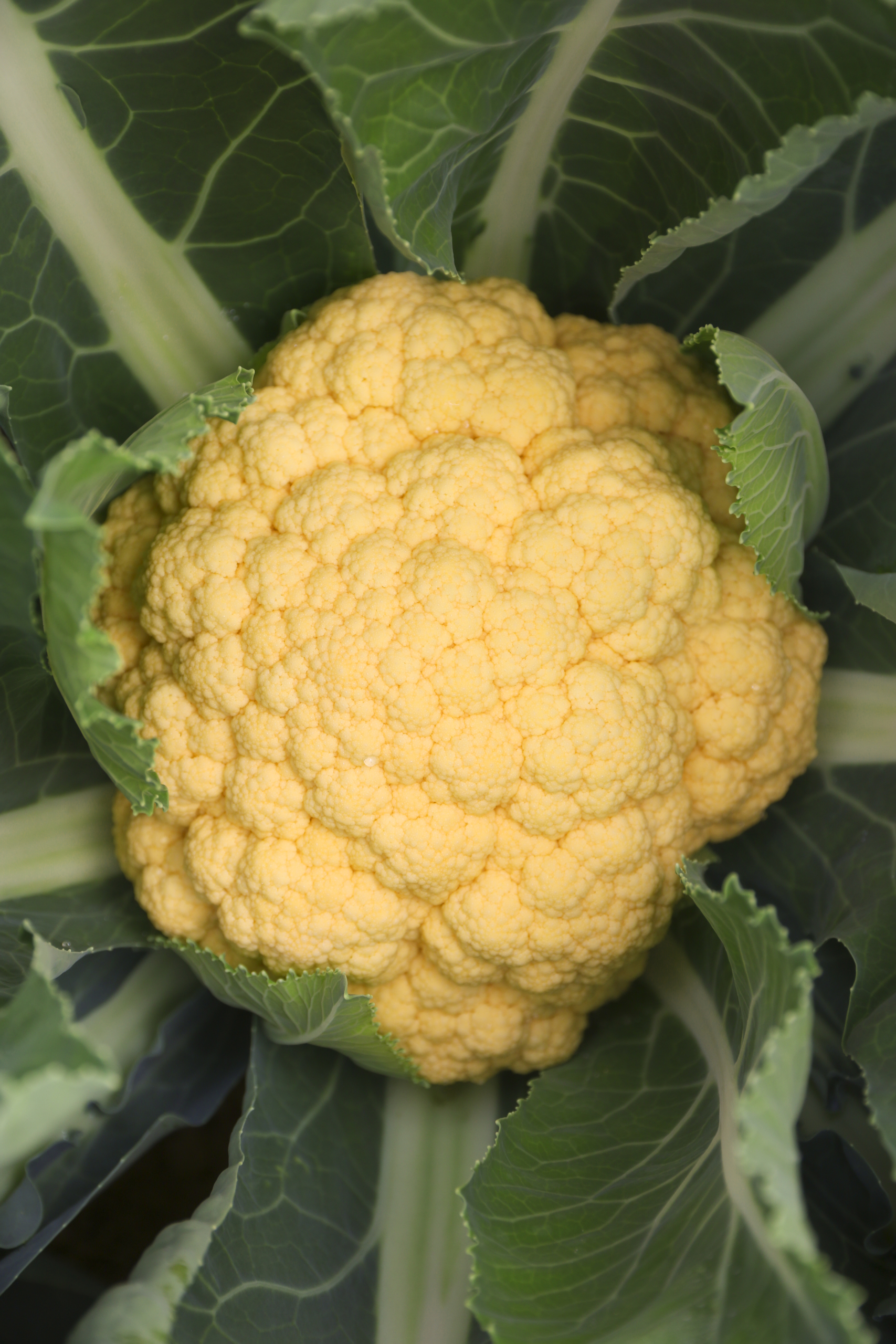 Sakata Lisboa F1, an orange cauliflower variety