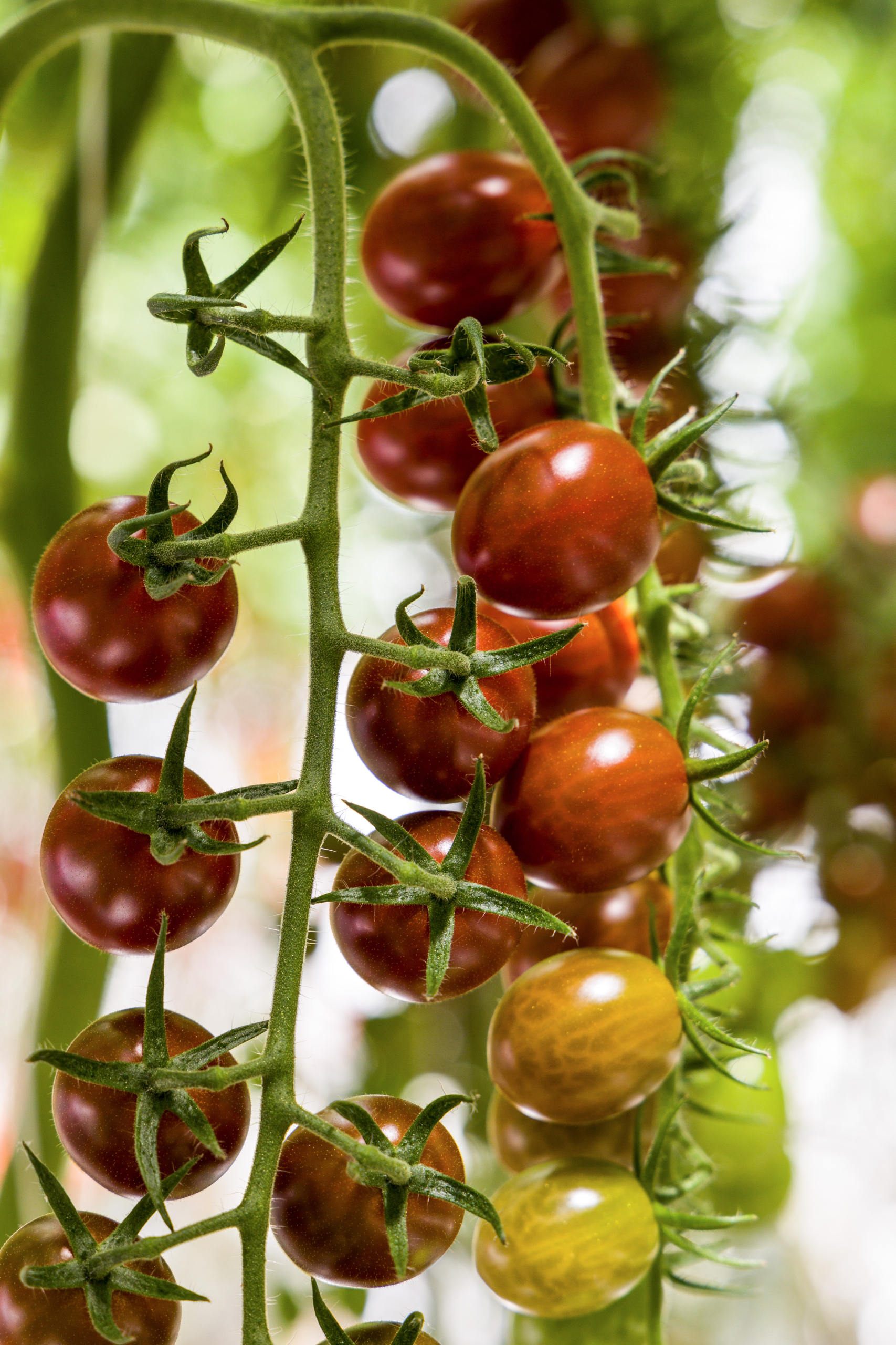 Sakata Chocostar F1, a brown tomato variety with IR to ToBRFV