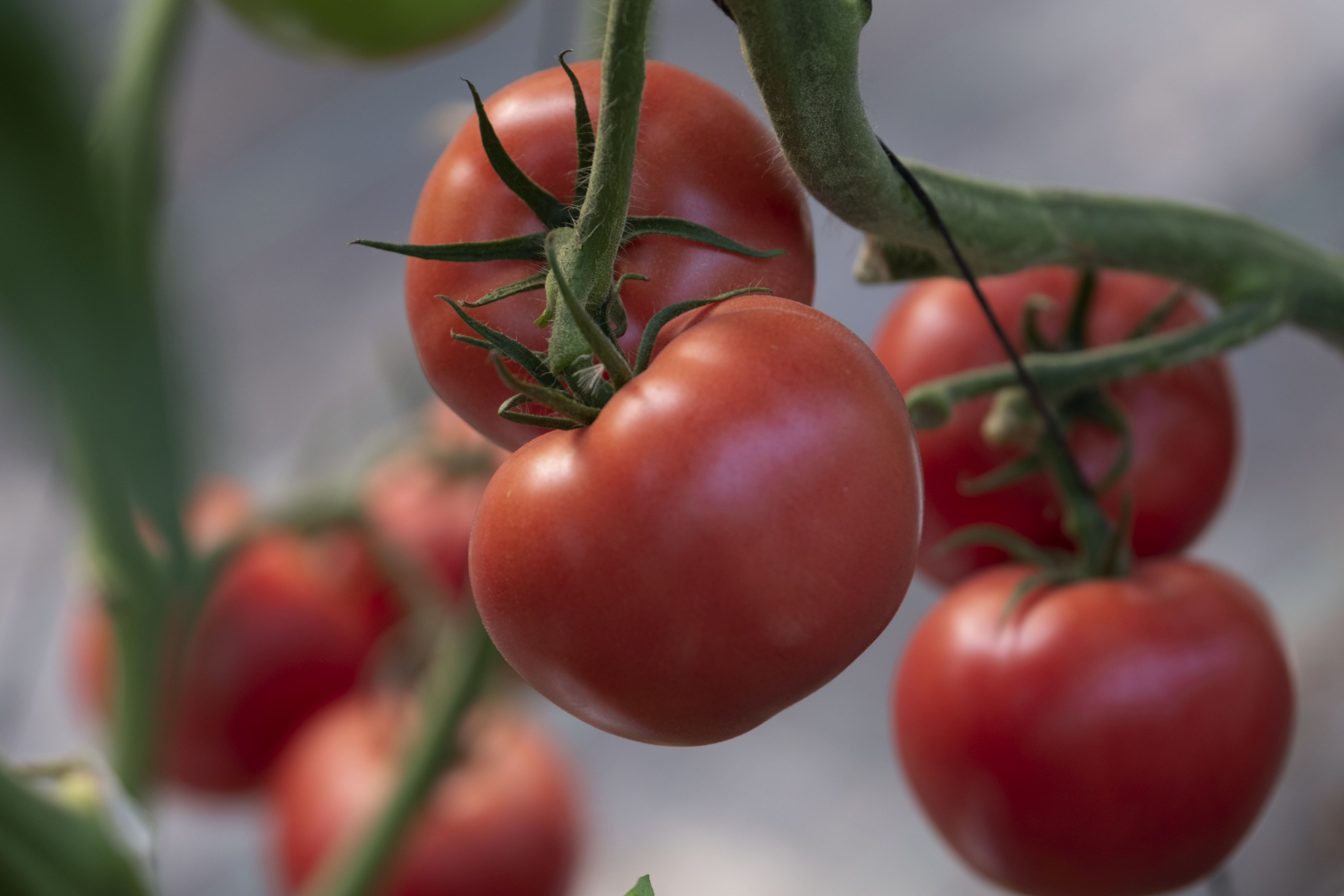 Sakata Oriental Kiss F1, a pink tomato variety 