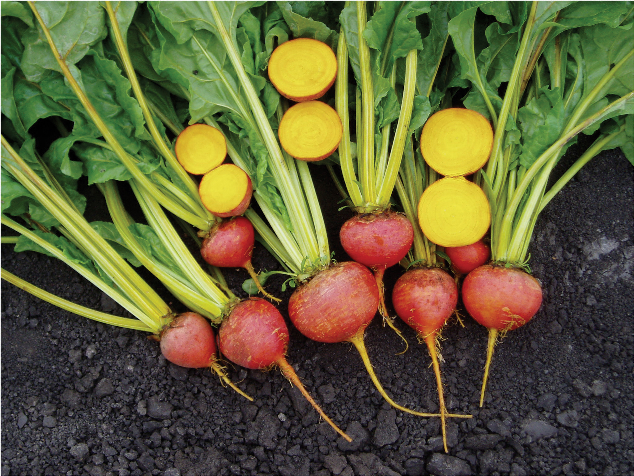 Sakata Golden Eye, a vibrant golden beet variety