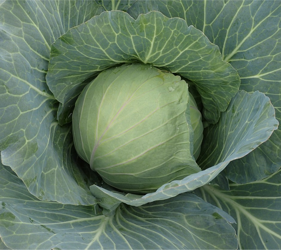 Sakata Powerslam F1, a cabbage producing maximum yield