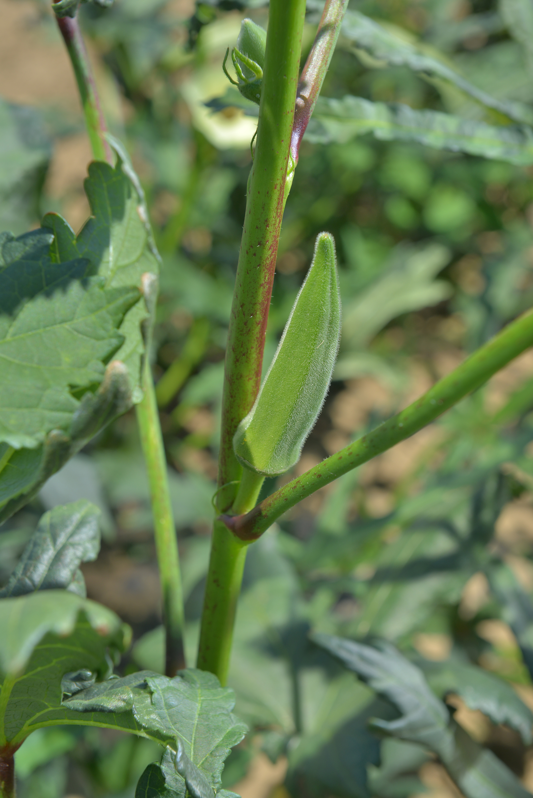 Sakata Aicha F1, an okra producing maximum yield
