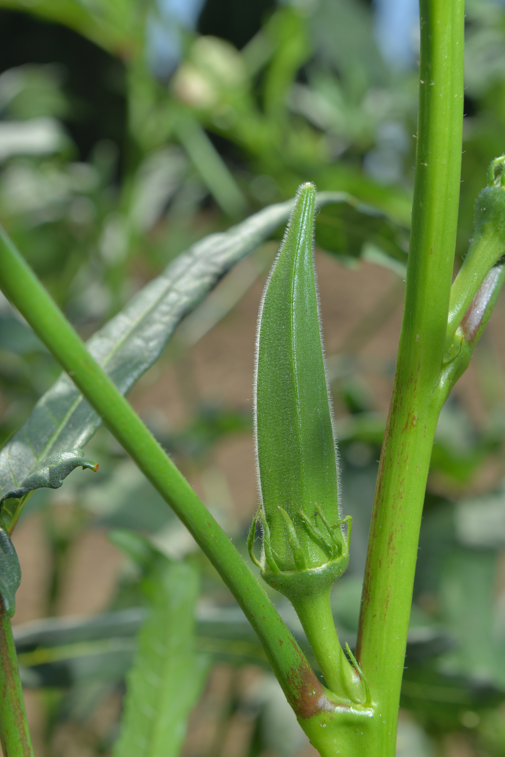Sakata Khadi F1, an okra producing maximum yield