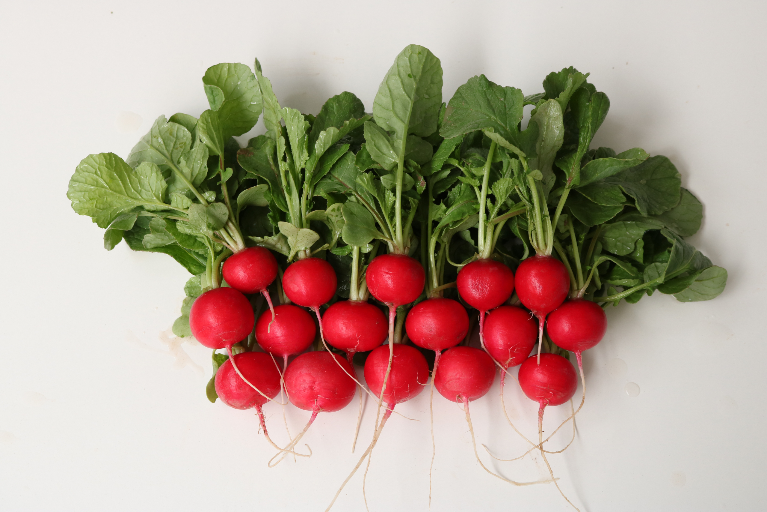 A radish available all year round: Sakata Crunchy King F1