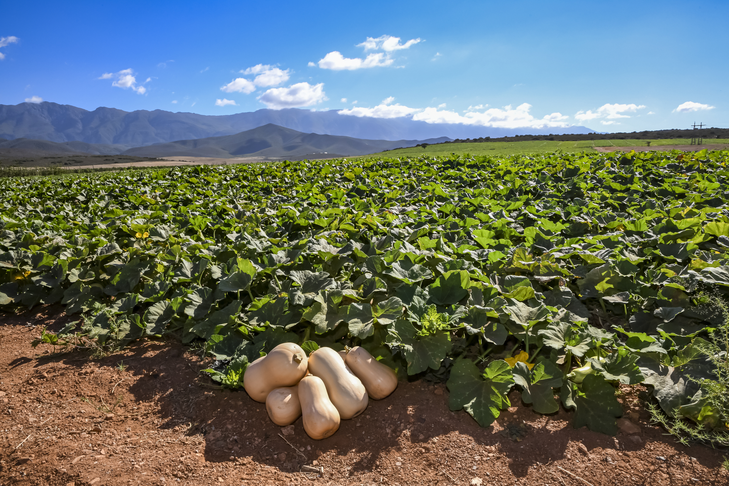 Sakata’s butternut varieties in open field in South Africa