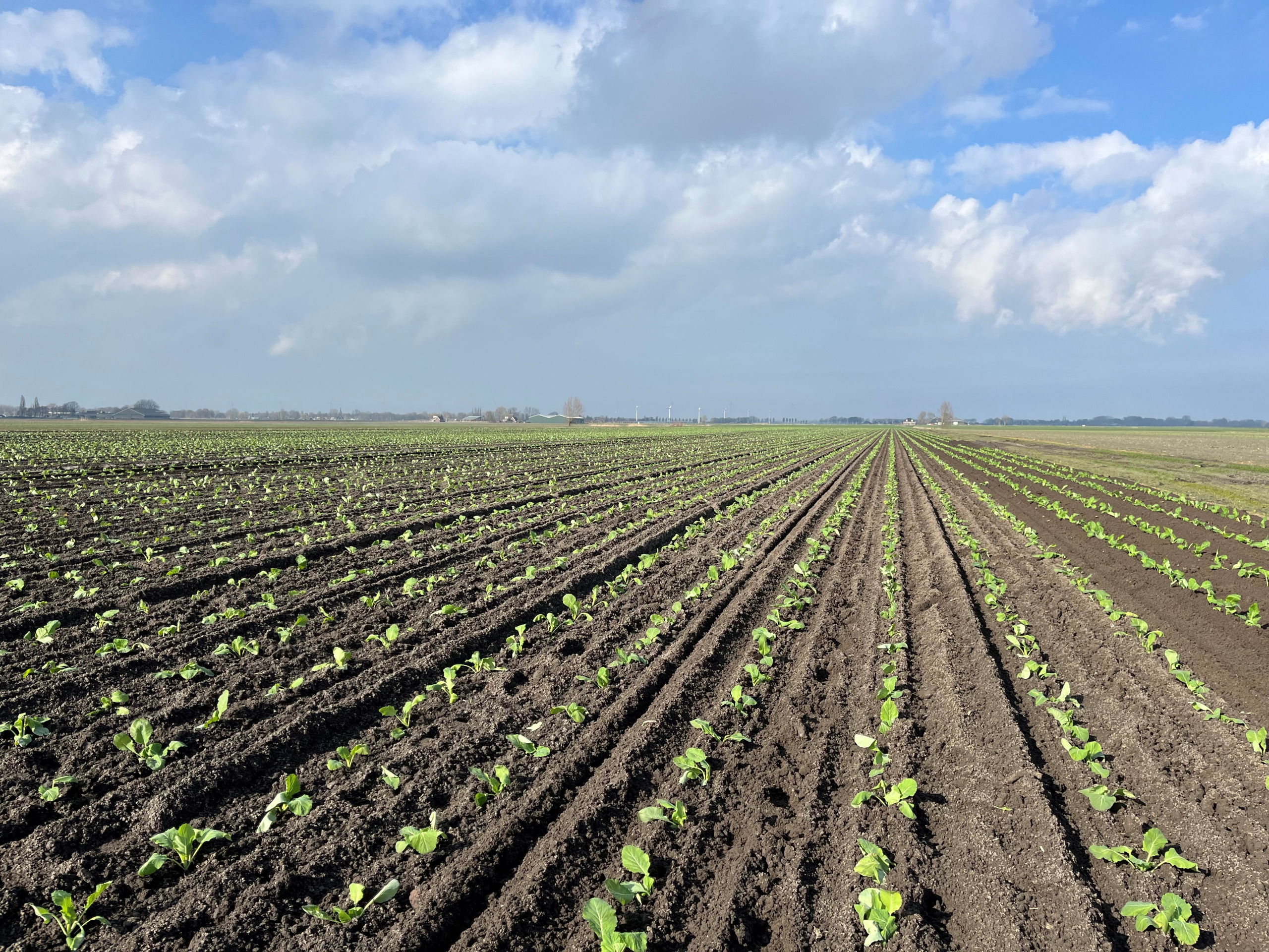 Sakata planting cabbages in open field in the Netherlands