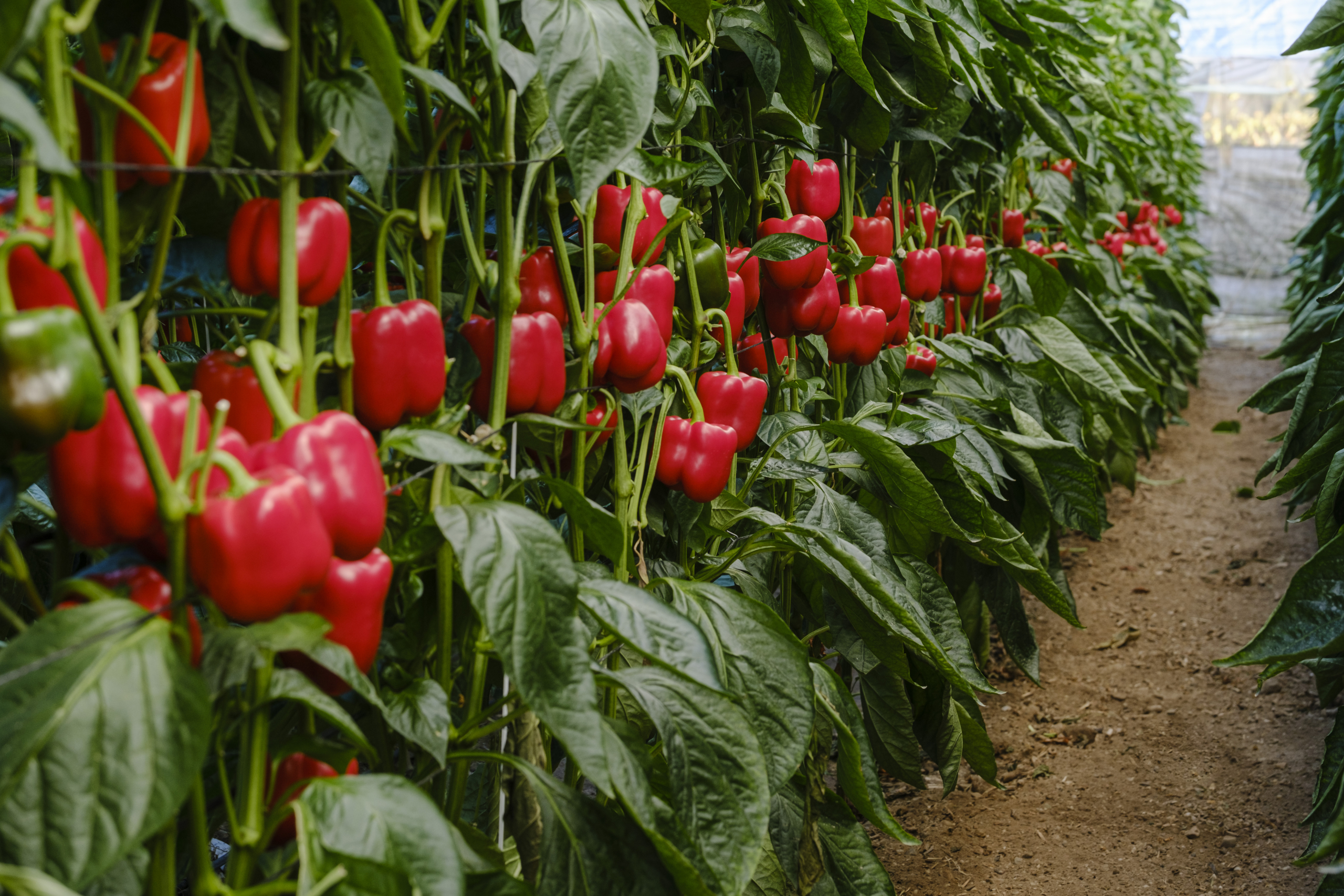 Sakata’s pepper varieties in a greenhouse in Spain