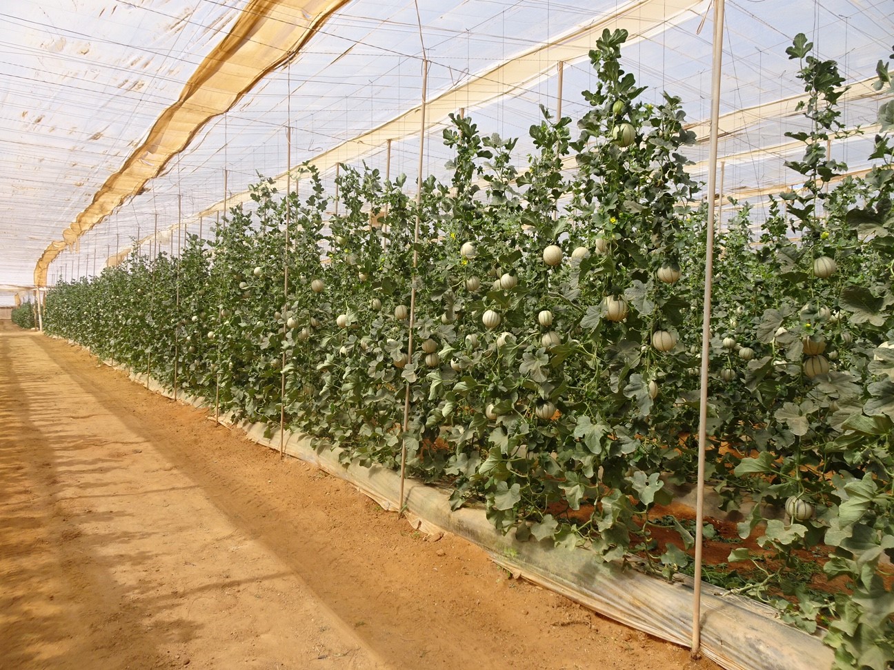 Sakata’s melon varieties in a Canarian greenhouse in Morocco