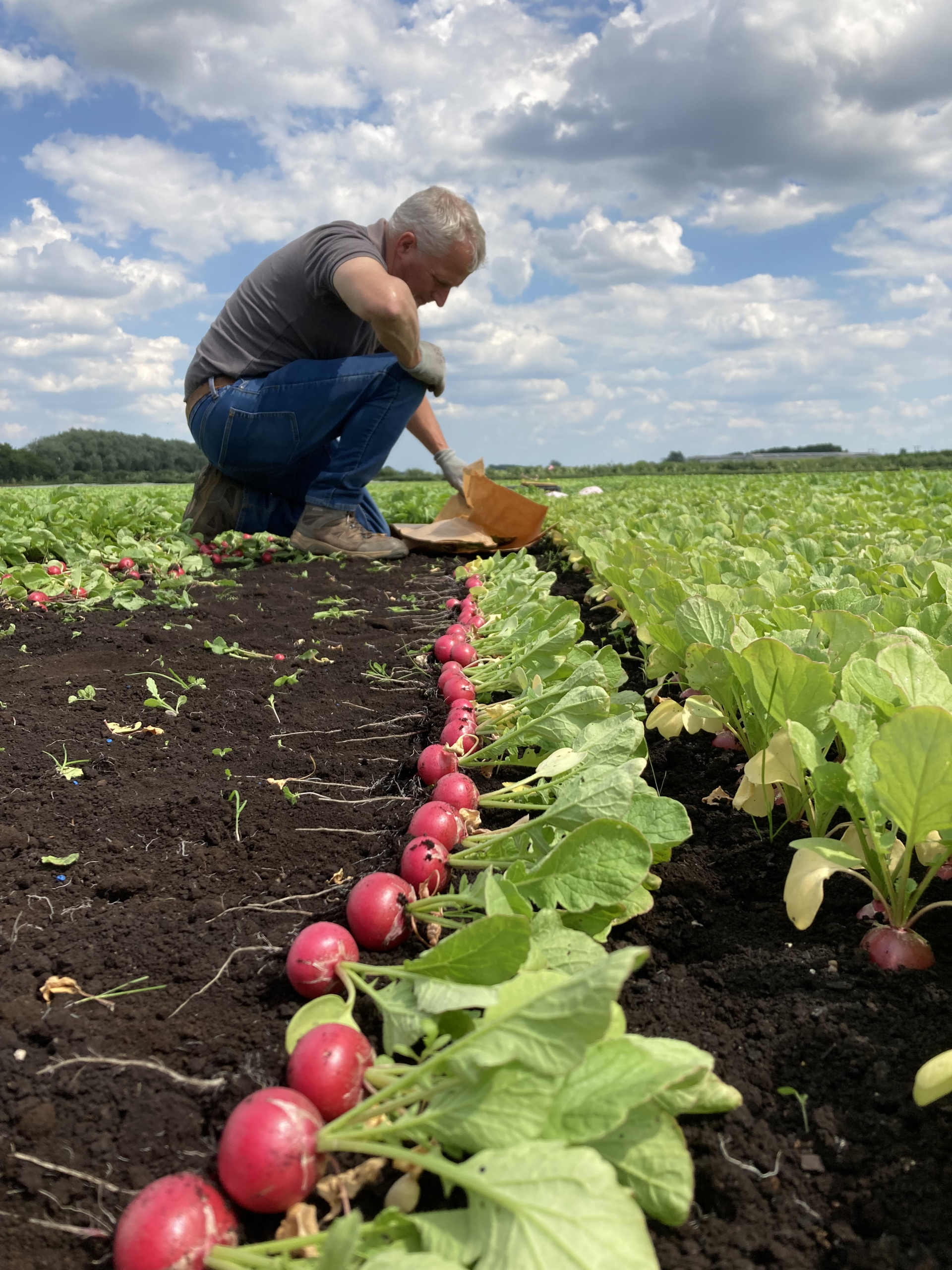 Sakata trial officer, assessing local trial results for a radish variety